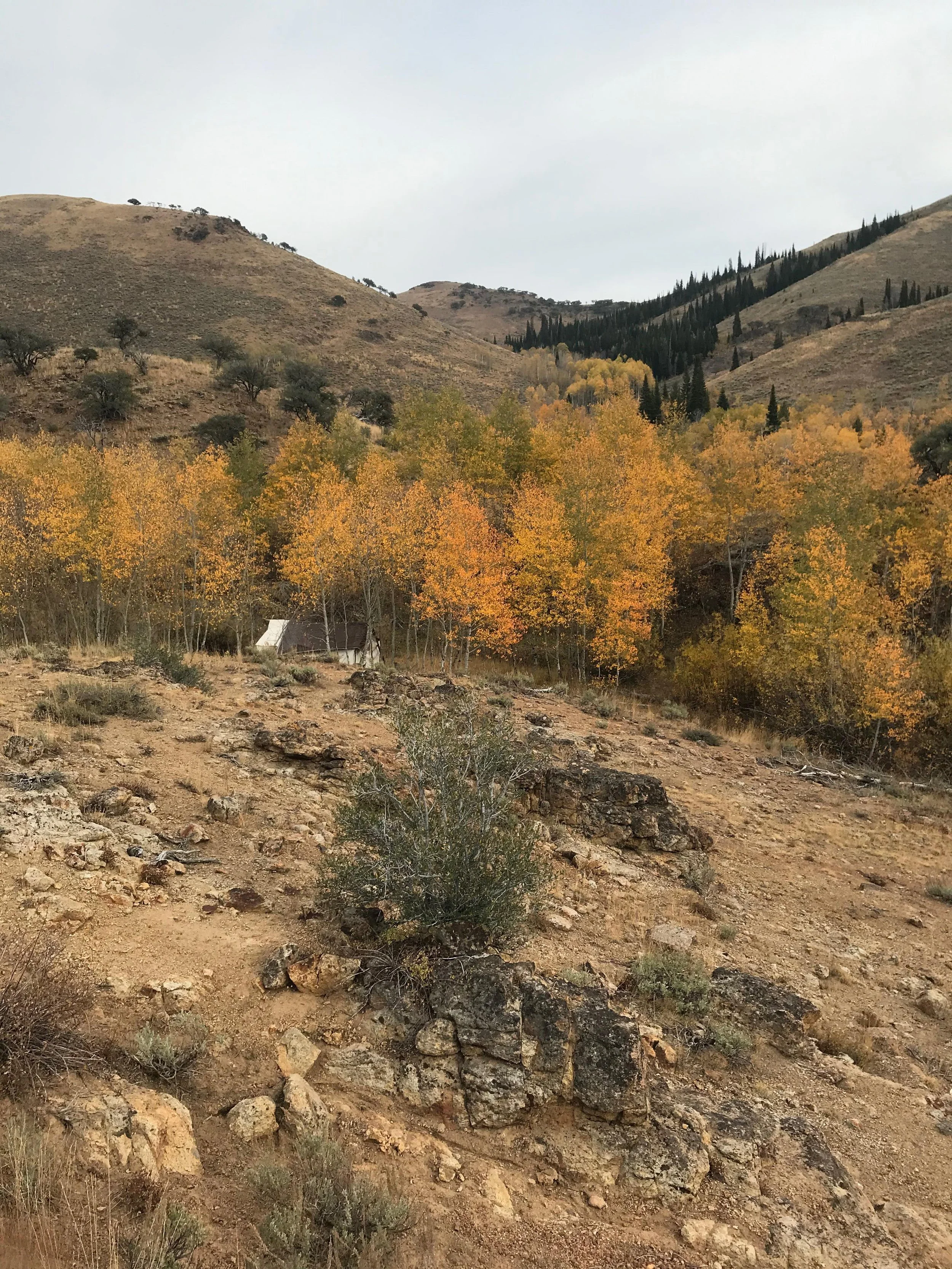 A dry, rocky hillside with sparse vegetation and small shrubs in the foreground, and rolling hills with scattered trees and a dense forest of tall, dark evergreens in the background, under a gray overcast sky.