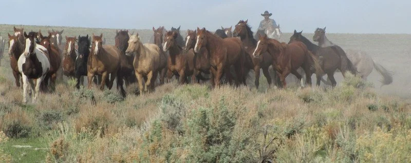 A herd of horses running through a grassy field with a cowboy on horseback in the background, kicking up dust.