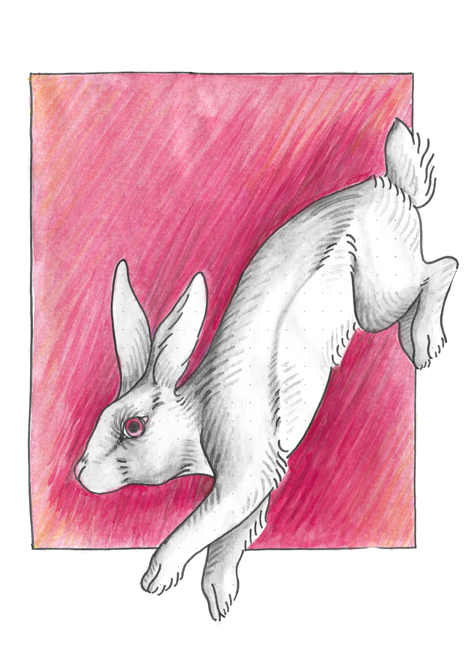 rabbit300.png
