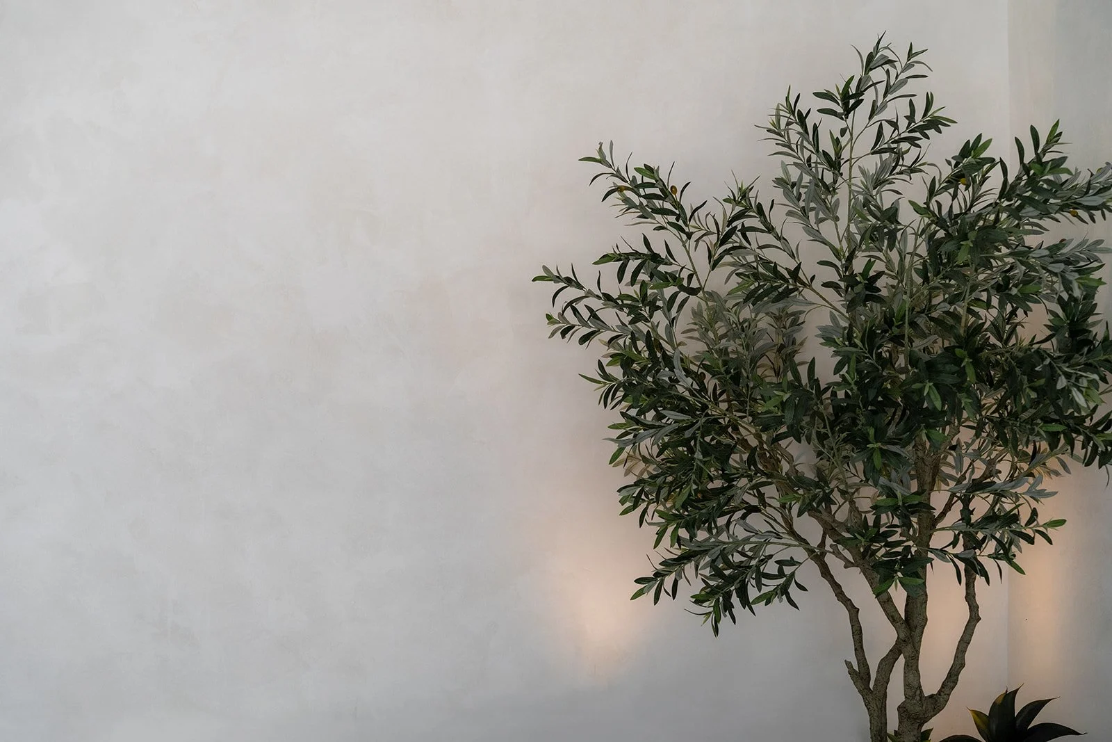 A potted plant with green leaves and multiple branches against a plain, light-coloured wall.