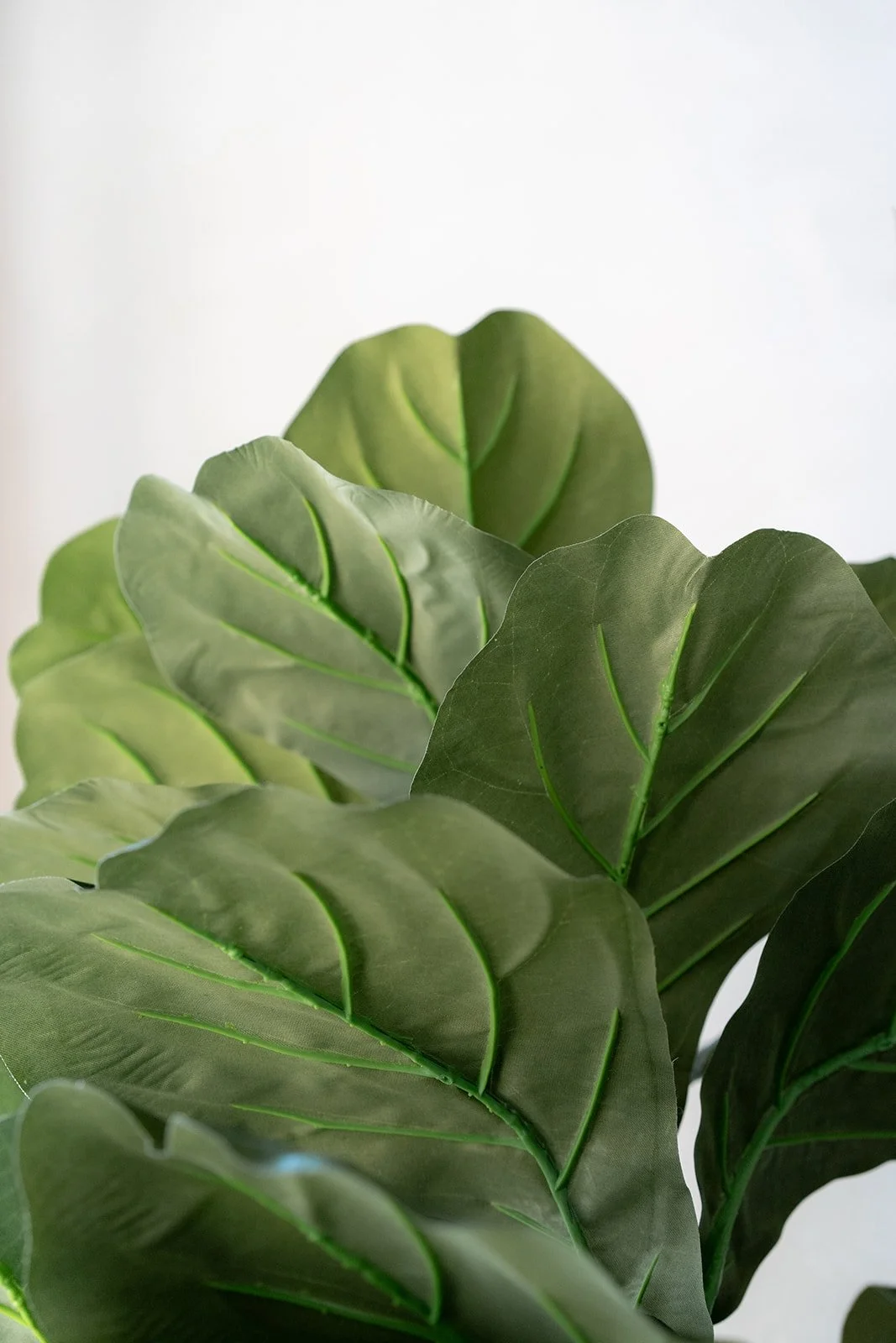 Close-up of large green leaves of a fiddle leaf fig tree.