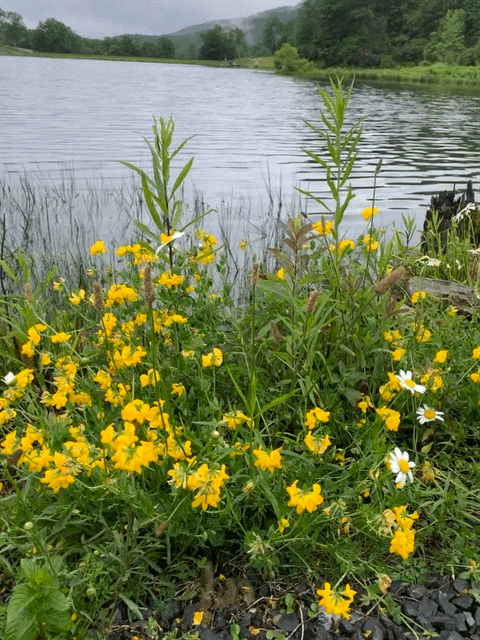 IMG_5219.GIF