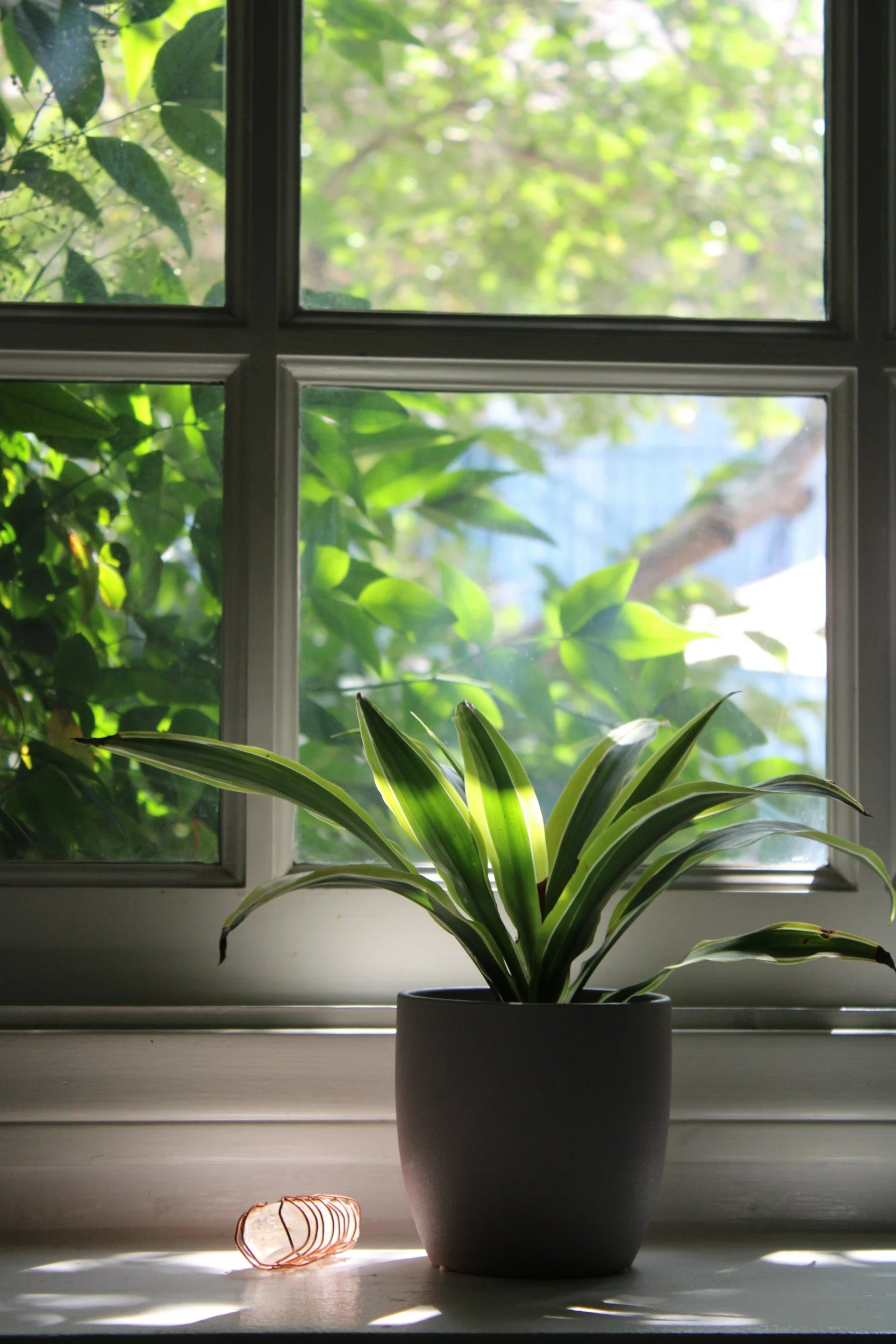 Green potted plant on windowsill with sunlight streaming through window and leafy trees outside