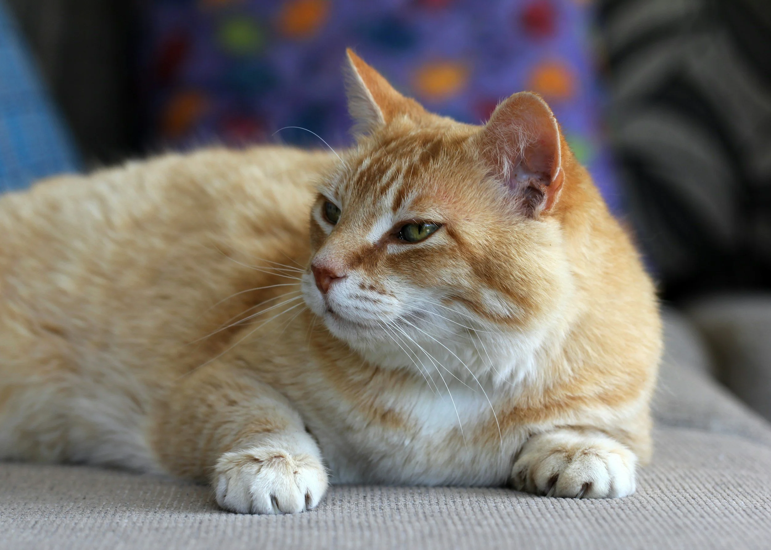 A close-up of an orange tabby cat lying on a textured surface with a colorful blurred background.
