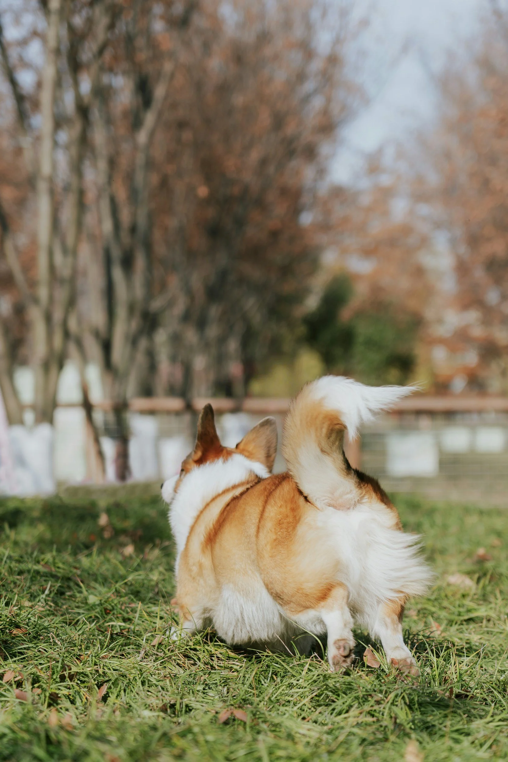 Two dogs playing on grass in a park with trees in the background.