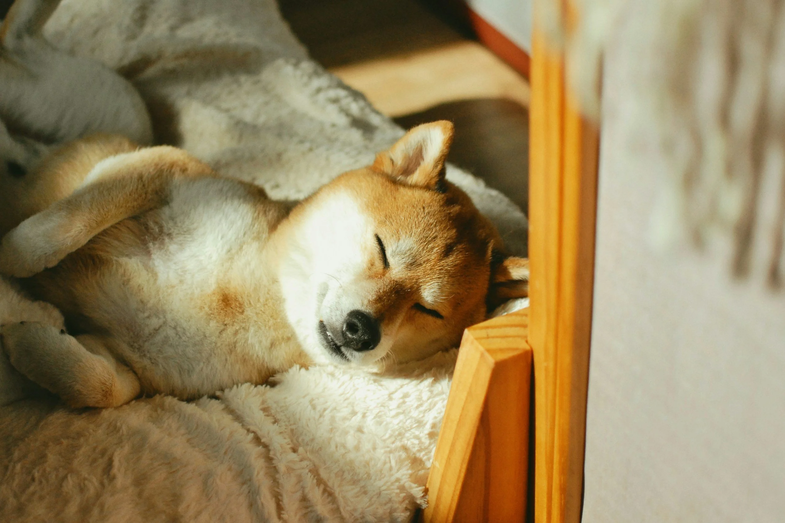 A Shiba Inu dog sleeping peacefully on a cozy blanket inside a wooden bed.