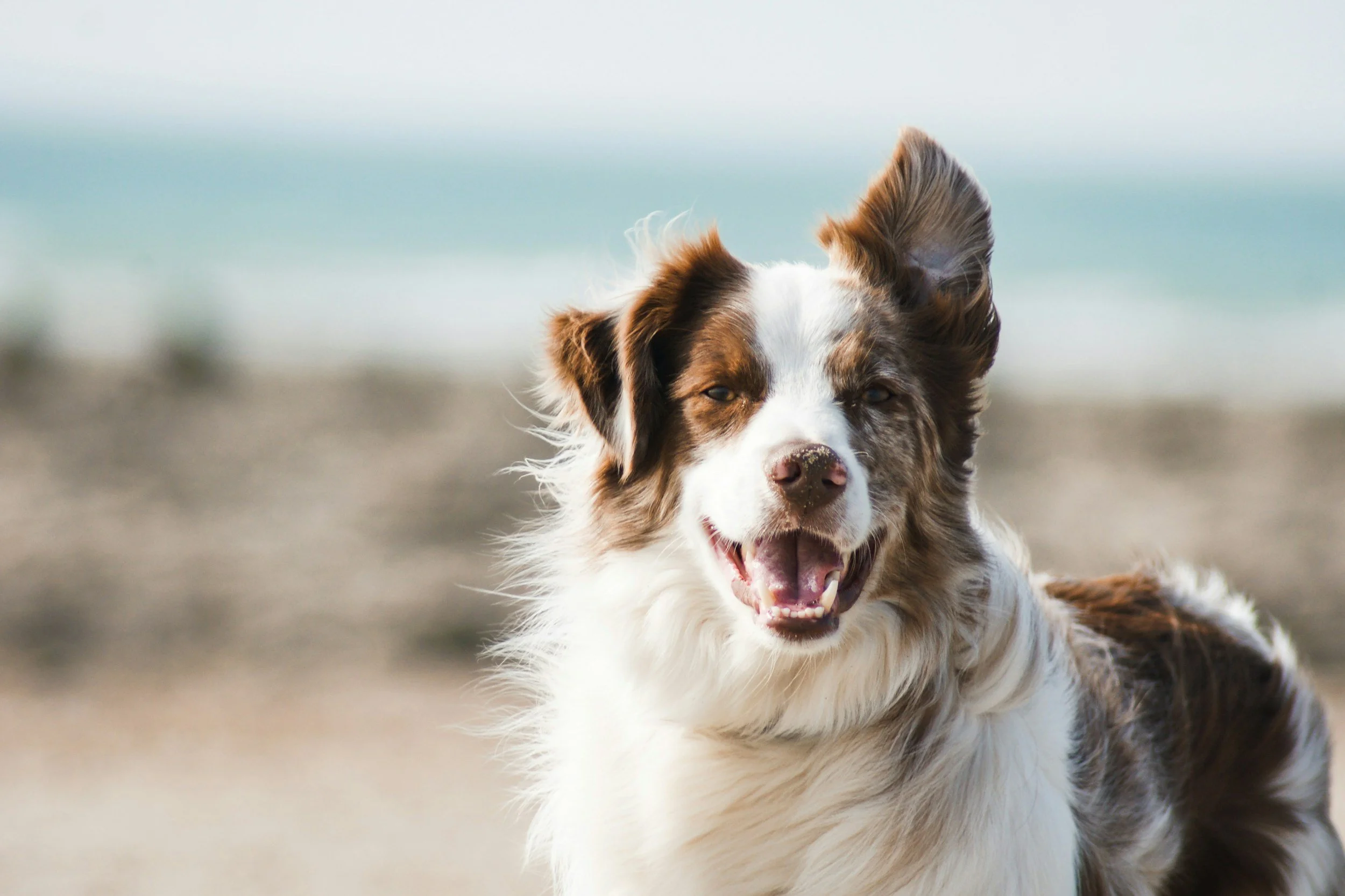 Australian sheppard outdoors