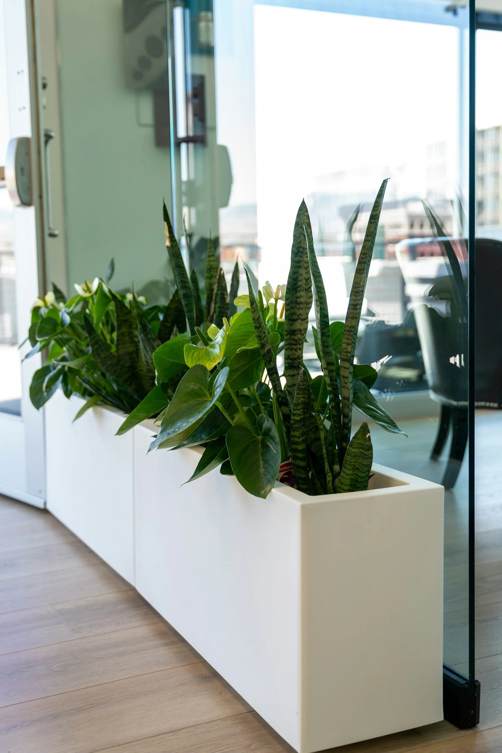 A white rectangular planter containing green indoor plants, placed in front of a large glass window with a city view, inside a modern office or lobby.