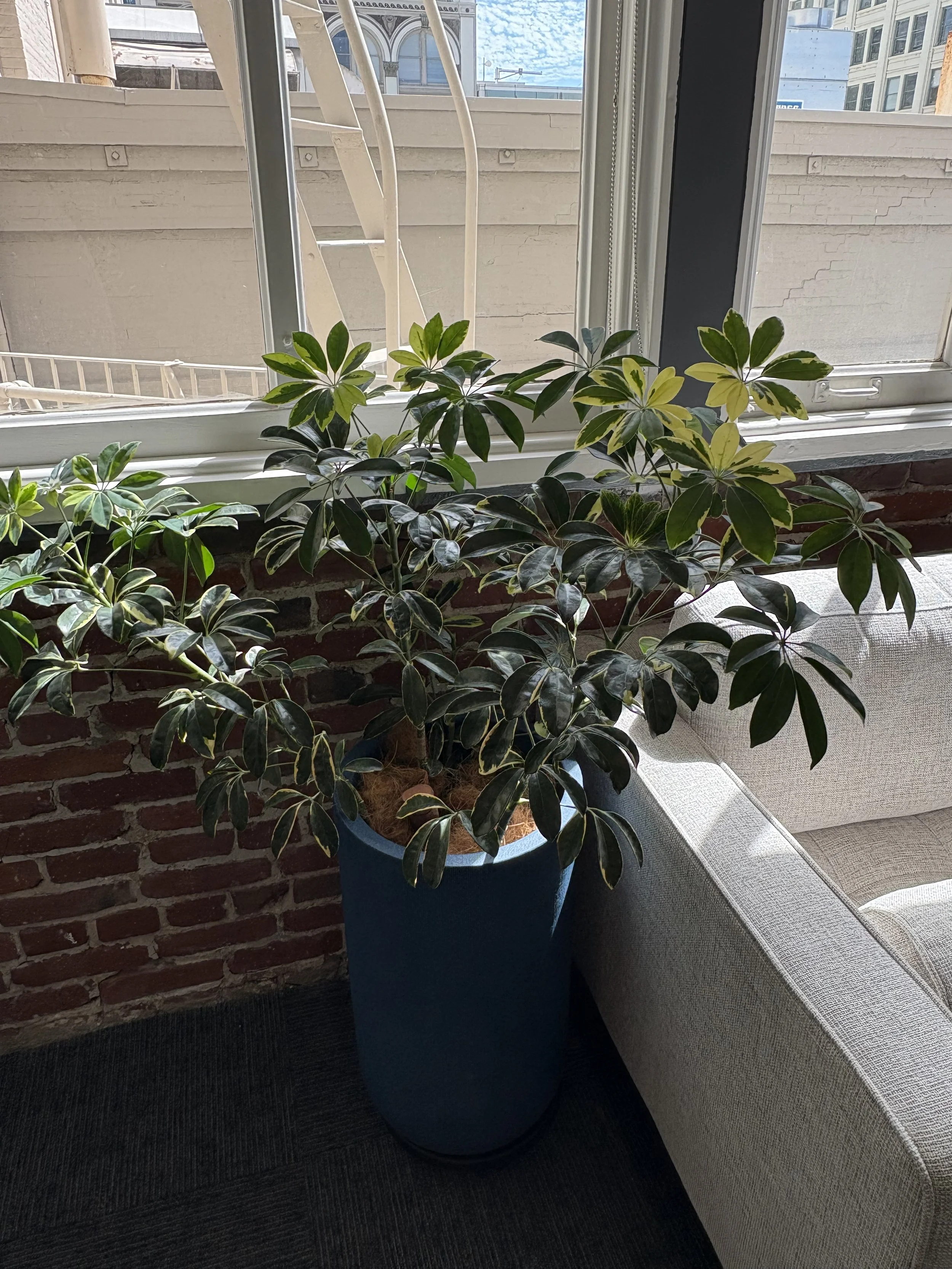 A potted variegated rubber plant with green and yellow leaves inside near a window.