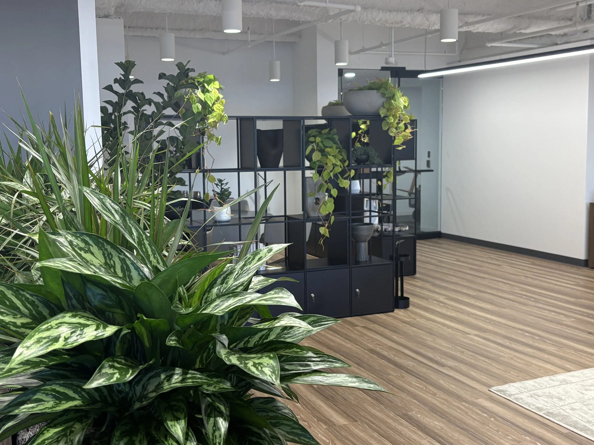 Indoor space with numerous green plants on black shelving units, light wood flooring, and a white wall and ceiling with exposed pipes and modern lighting fixtures.