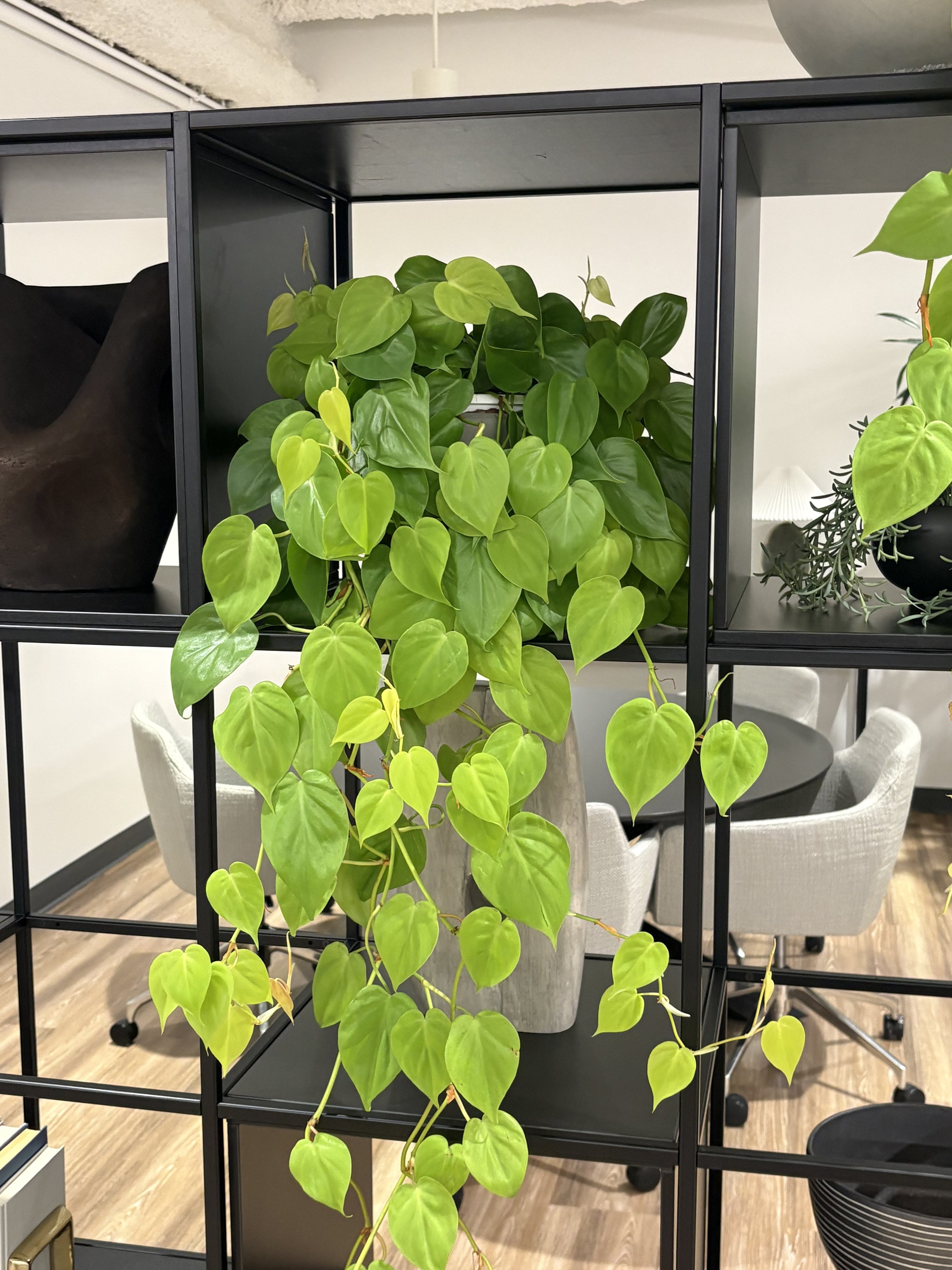 Indoor scene with green heart-shaped leaves plant on a black metal stand, behind chairs and other decor.