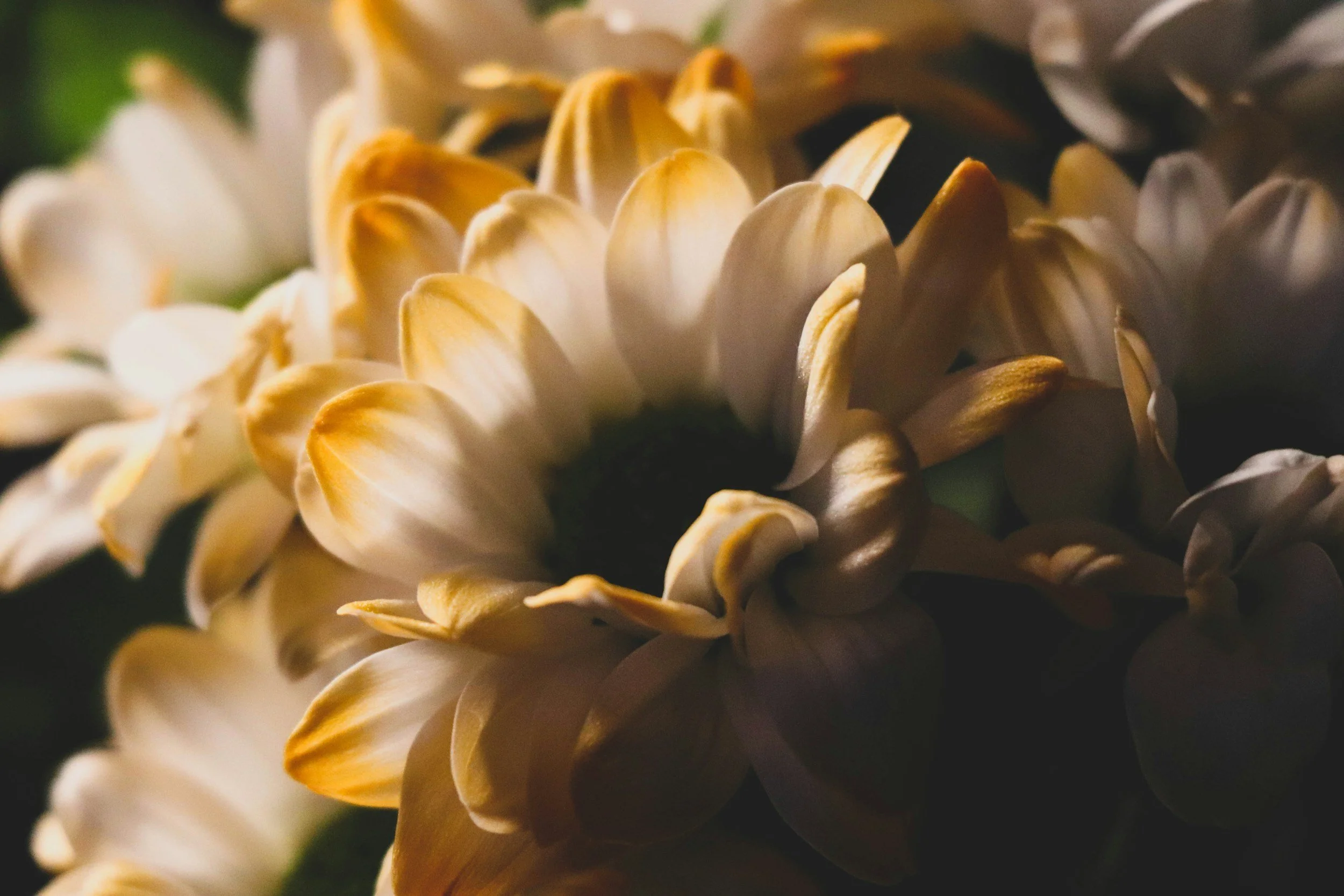 Close-up of white and yellow flowers with layered petals, with a dark background.