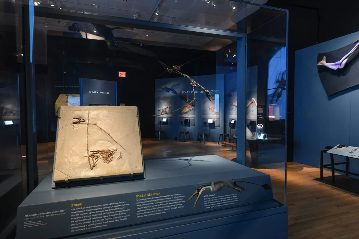 BelleSA Pterosaurs Flight in the Age of Dinosaurs The Witte.jpg