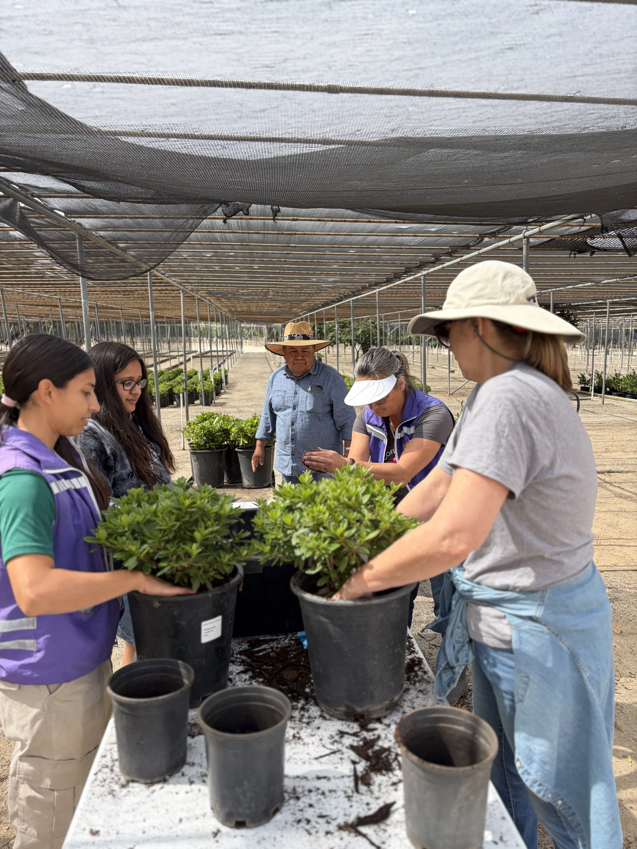 Nuccio’s Nursery Transplanting