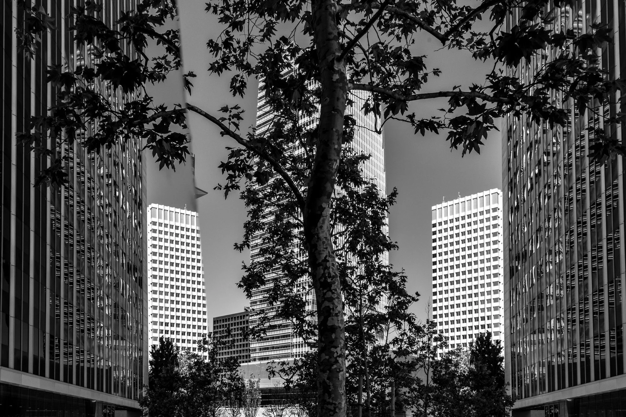 20-skyscrapers-framed-through-sycamore-tree-black-and-white-century-city-los-angeles-linda-kasian.jpg