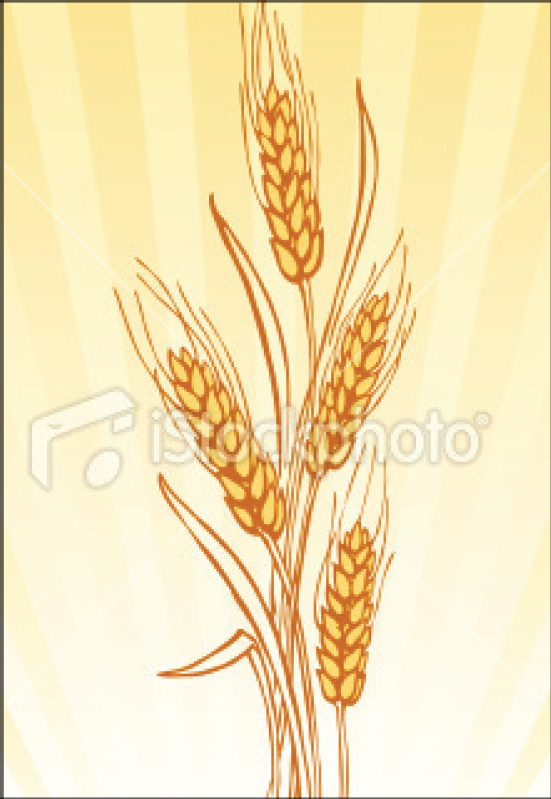 Prototype Wheat Resource Card.png