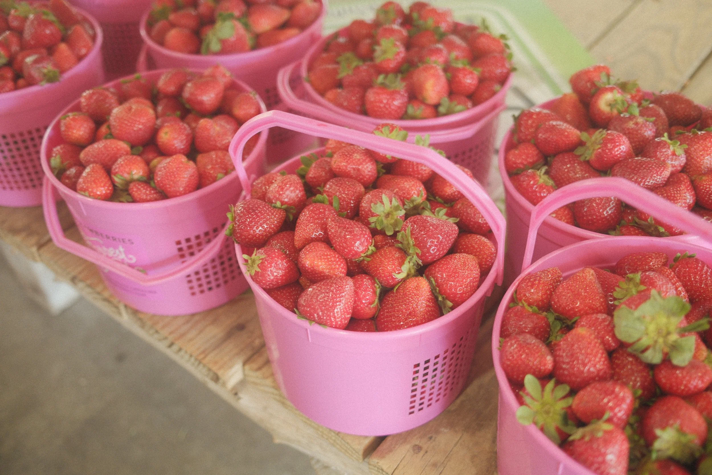 Nashville Farmer's Market