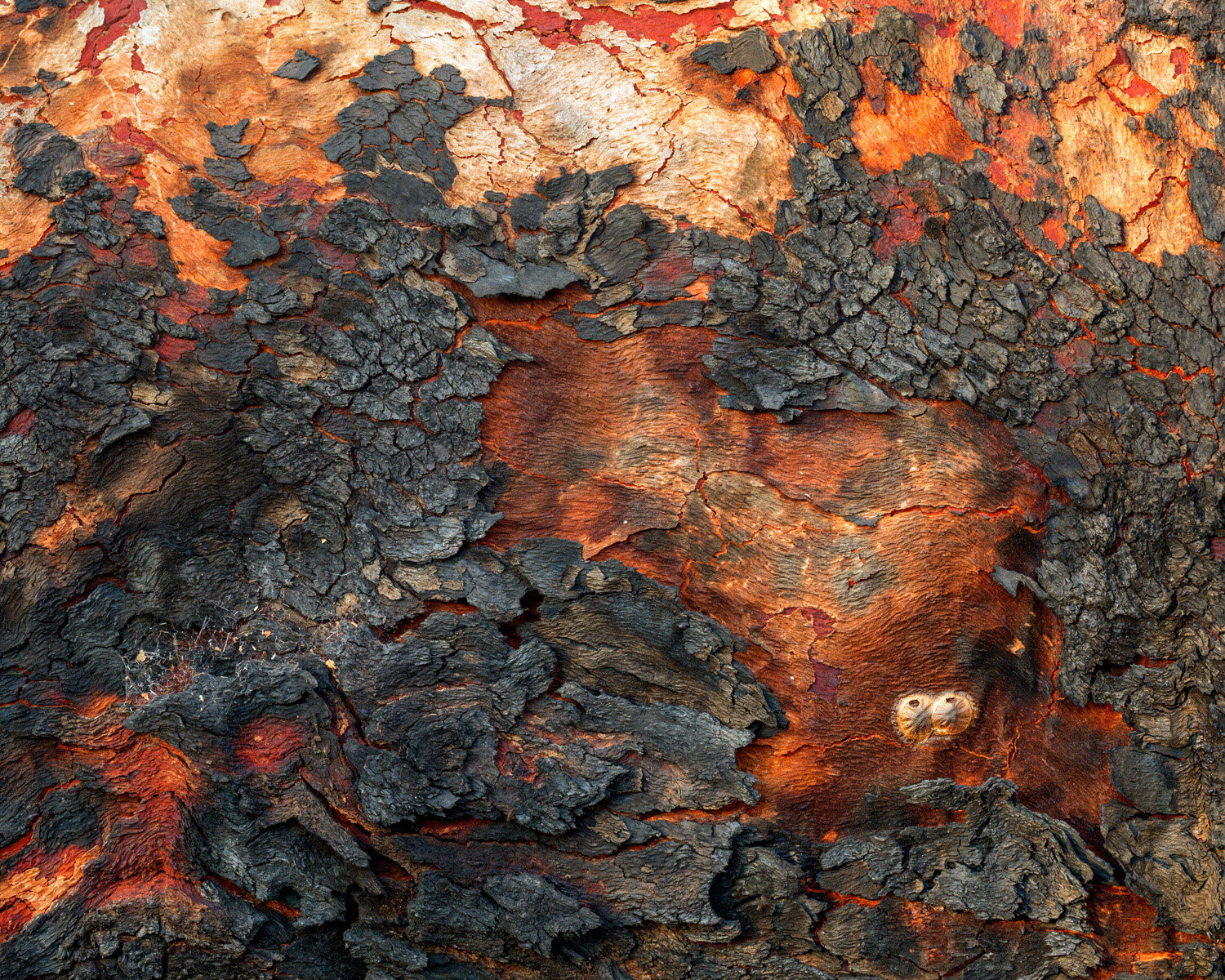 201508_bark.jpg