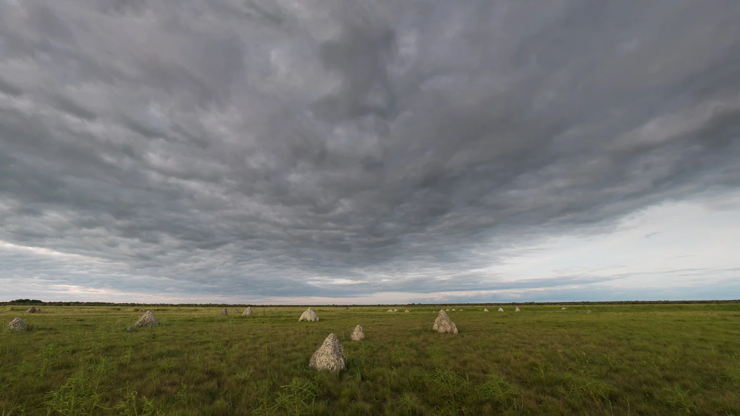Roebuck Plains, March, 2017.