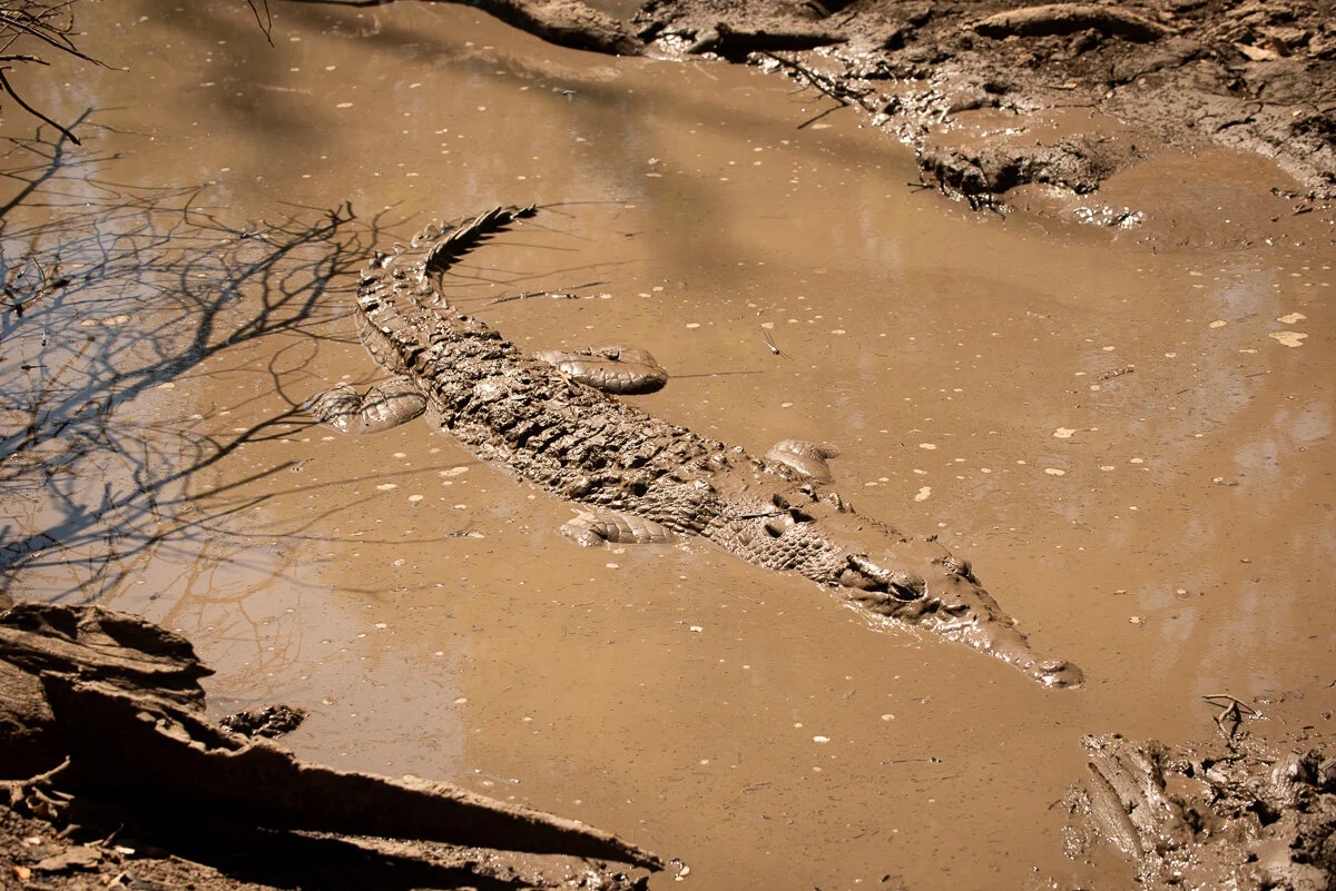 2020_10 Croc Searching 0079w.jpg