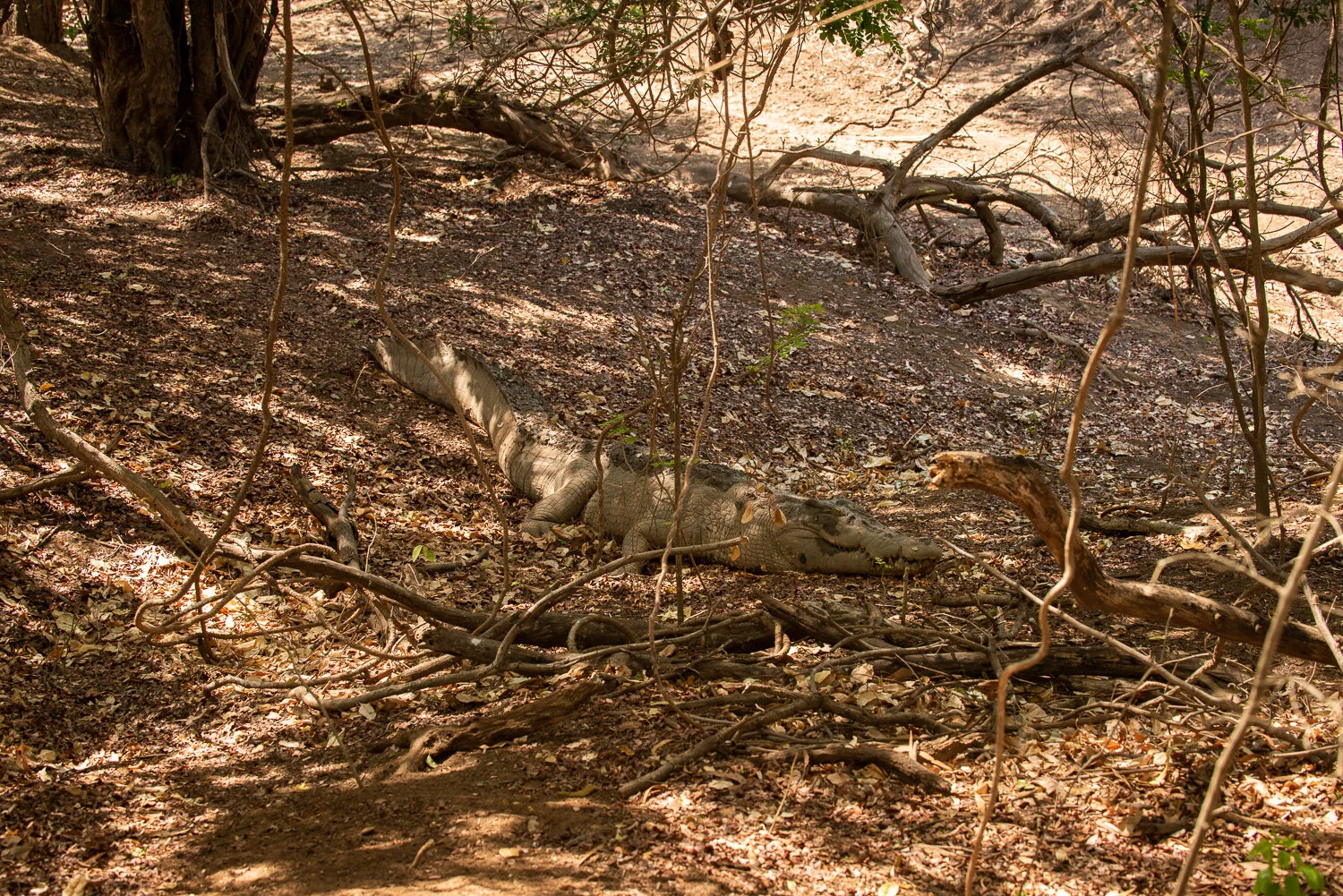 2020_10 Croc Searching 0059em.jpg