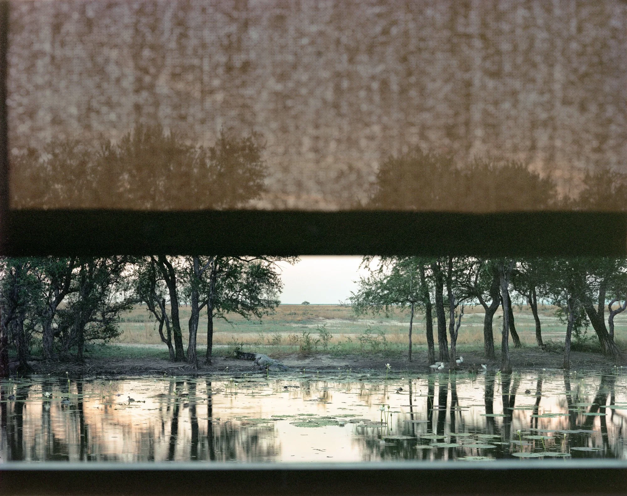 A saltwater lies on the banks at Marlgu Billabong, outside of Wyndham in the Kimberley