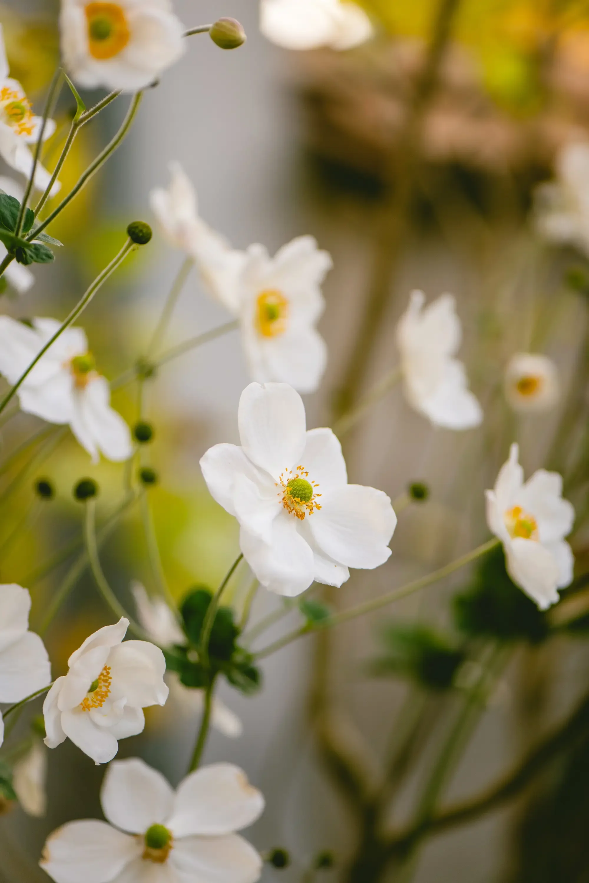 Close-up of white flowers with yellow centers on a green stem, blurred background.