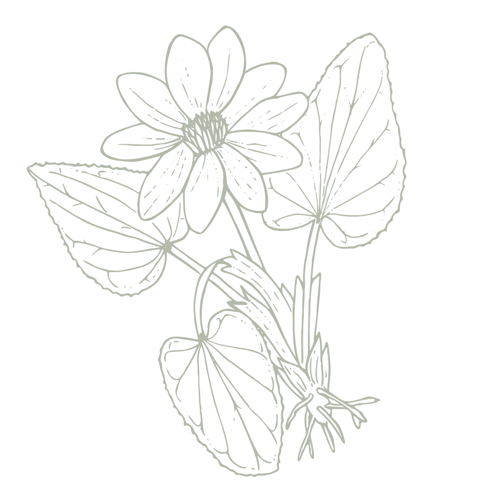 A line drawing of a flowering plant with three large leaves and a single flower with multiple petals on a black background.
