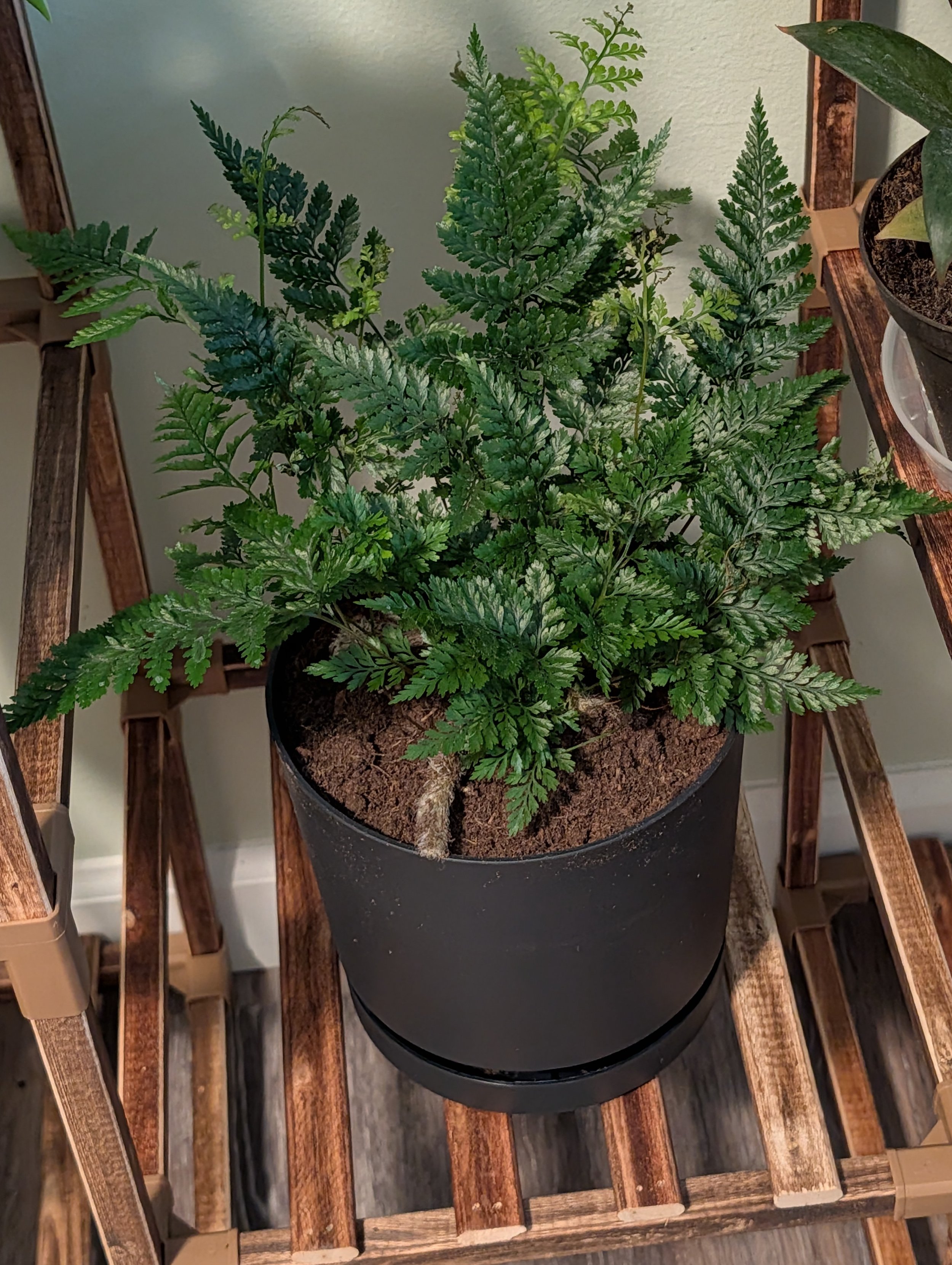 Black rabbit's foot fern in 6" black planter with drainage