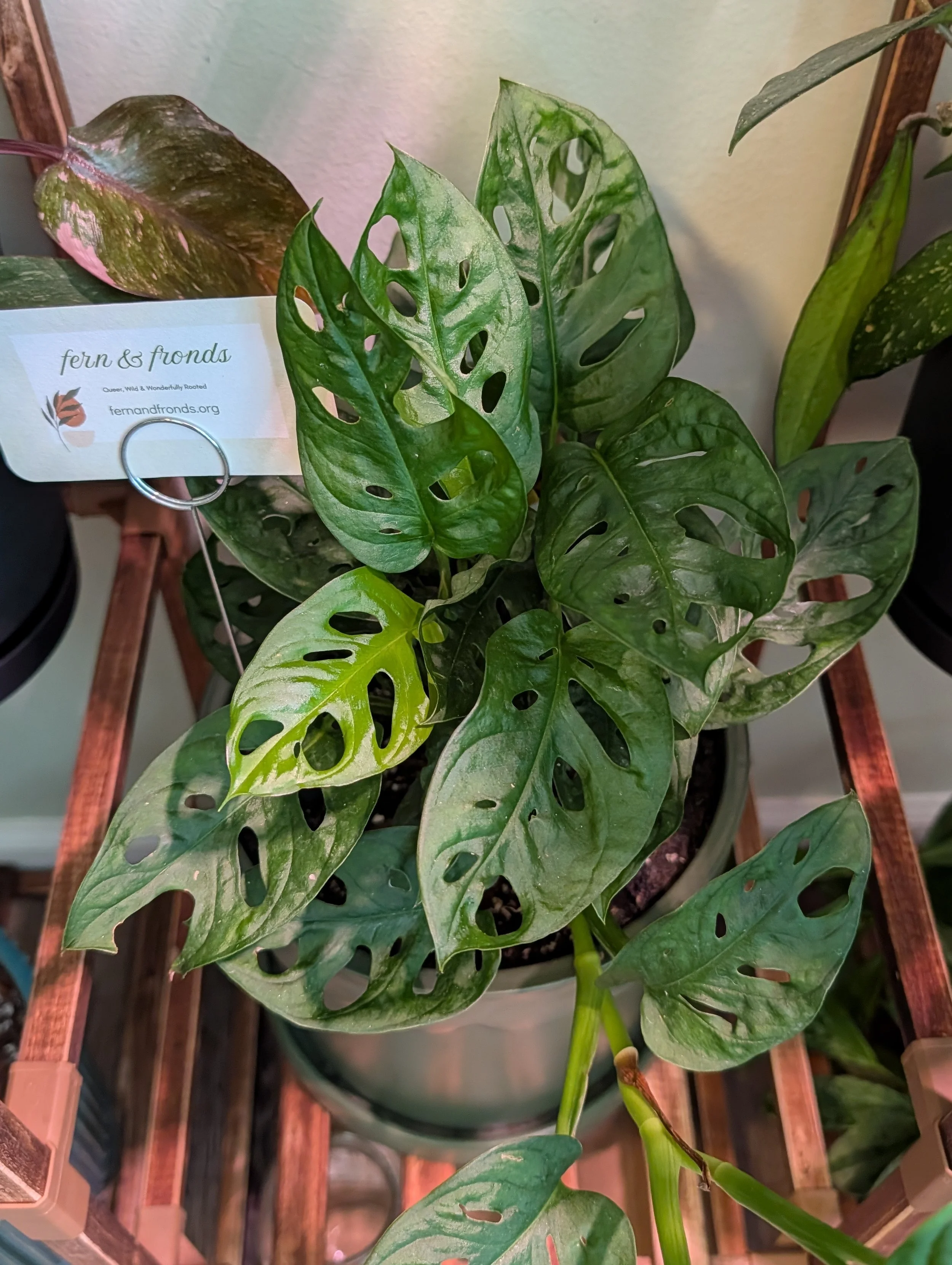 Monstera adansonii in 8" dark green planter