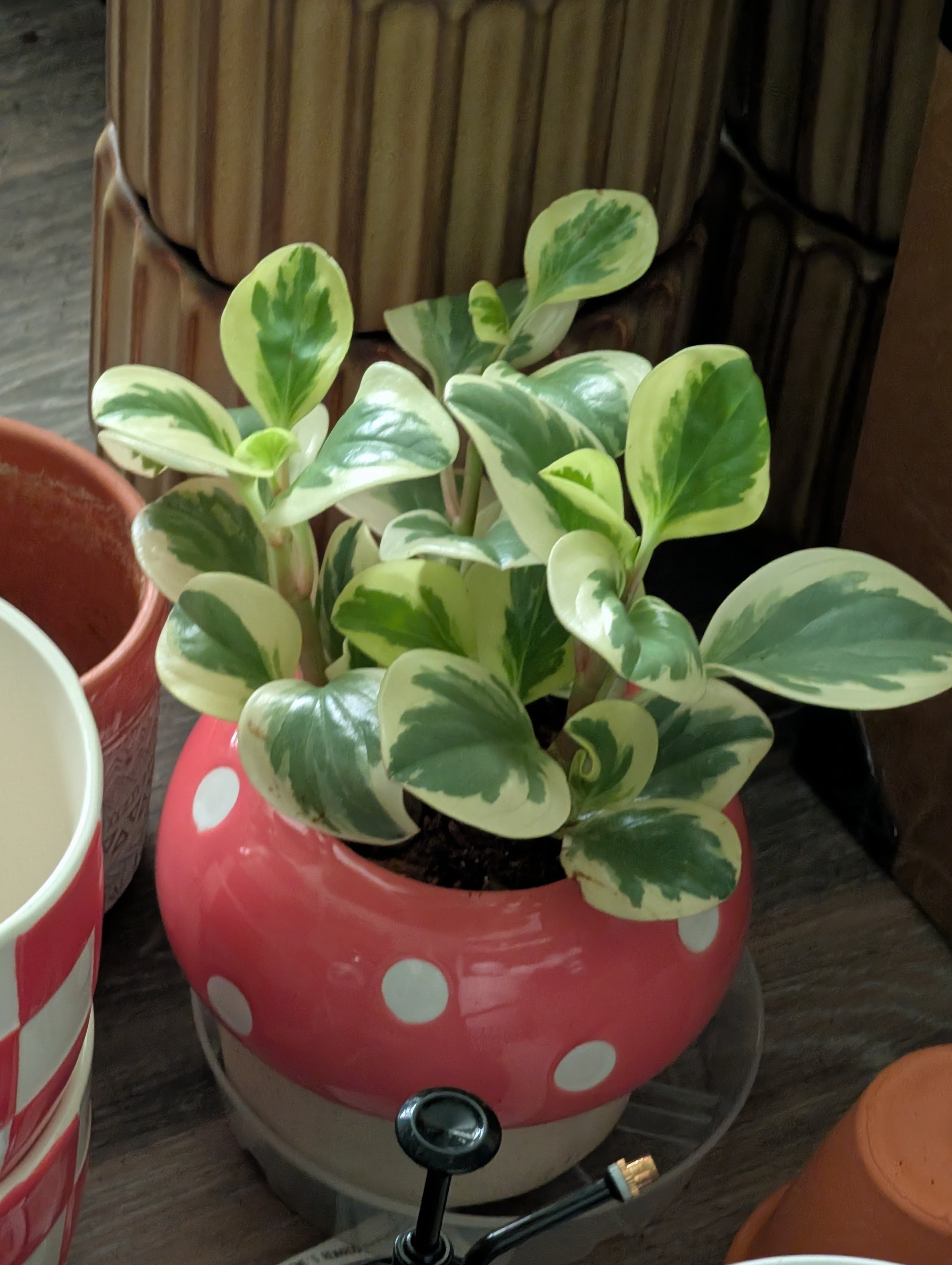 Peperomia obtusifolia variegata in 6" mushroom planter 🐾