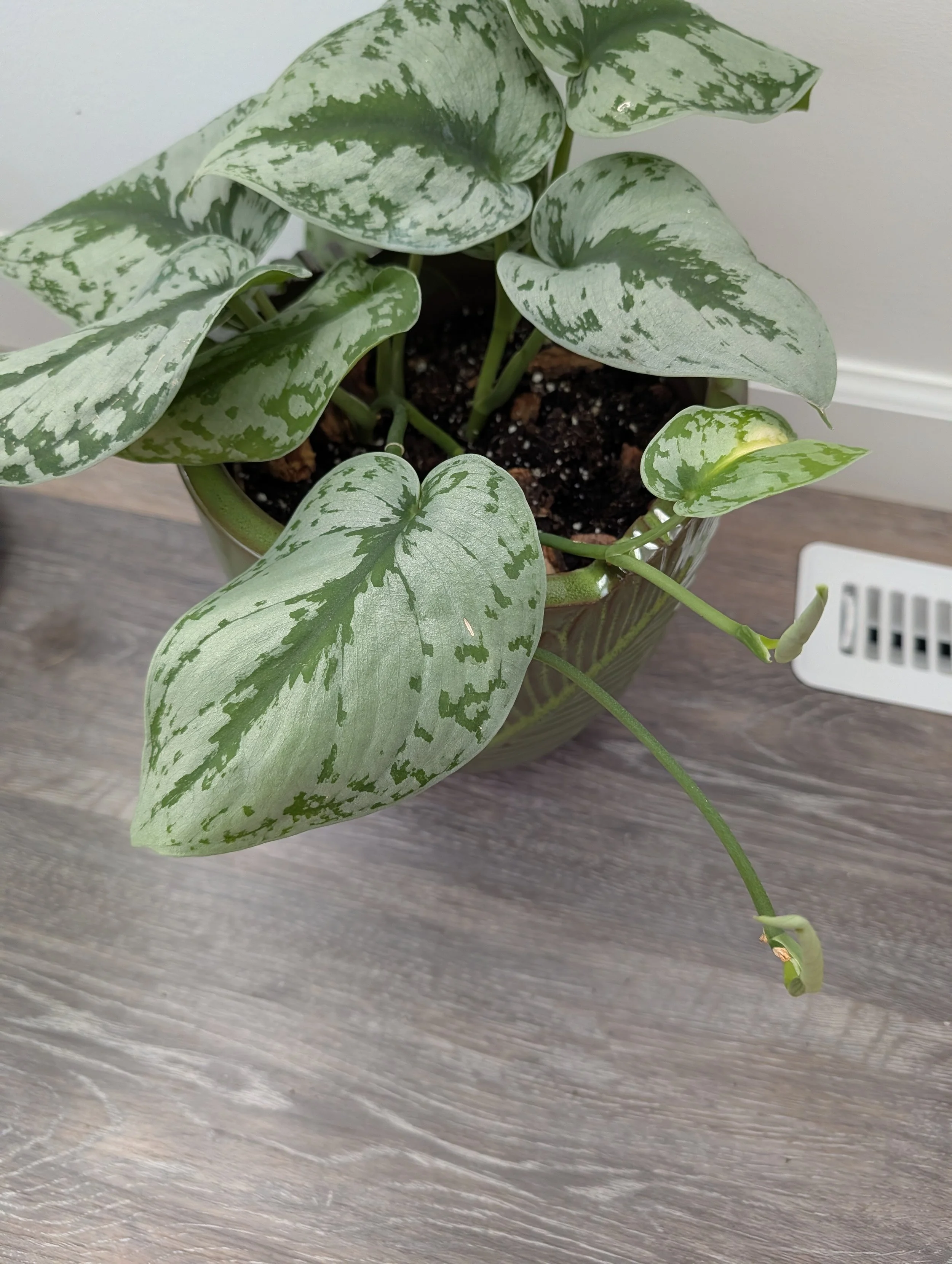 Scindapsus pictus exotica in 8" embossed green planter