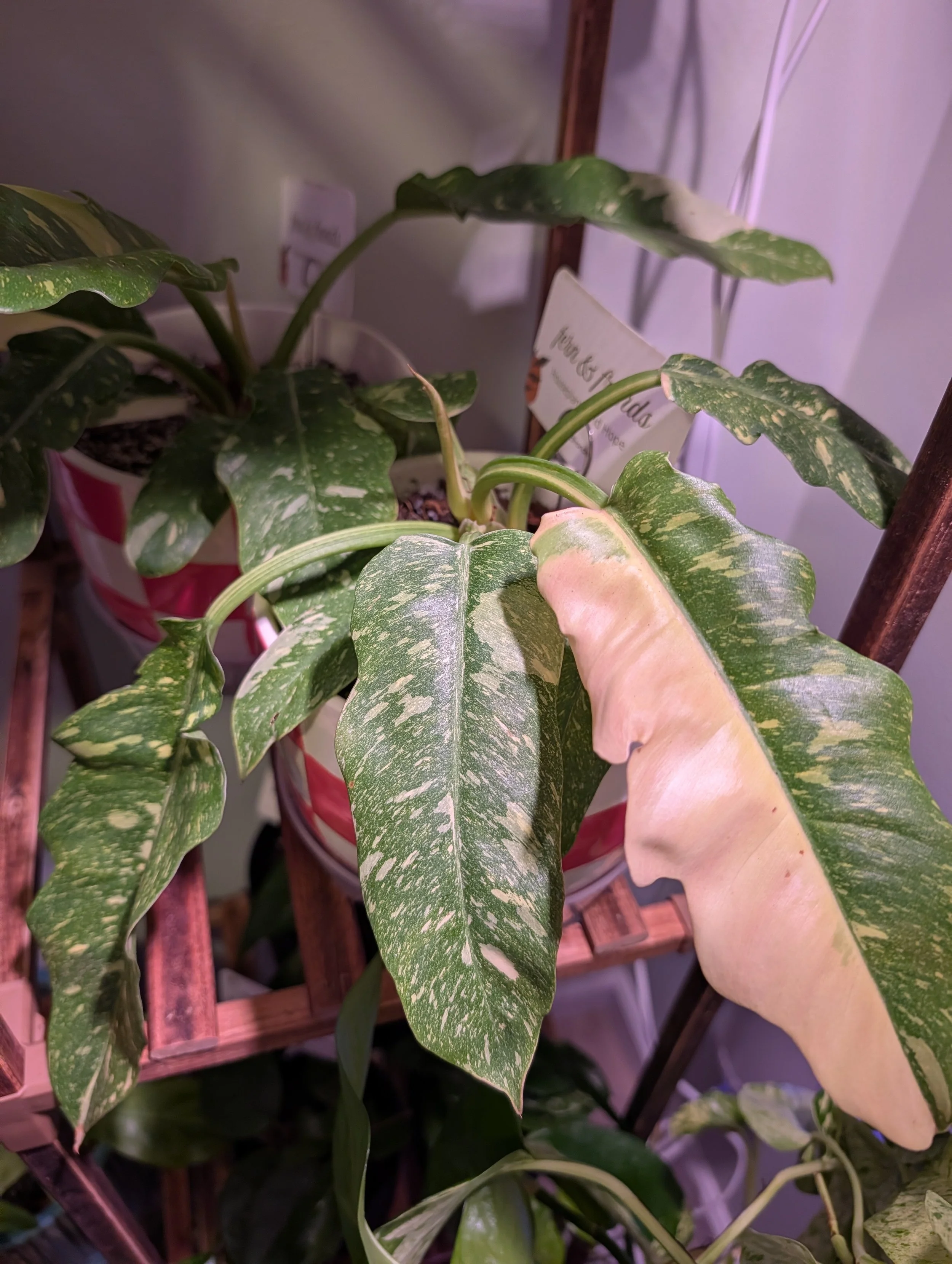 Philodendron ring of fire in 6" planter with drainage