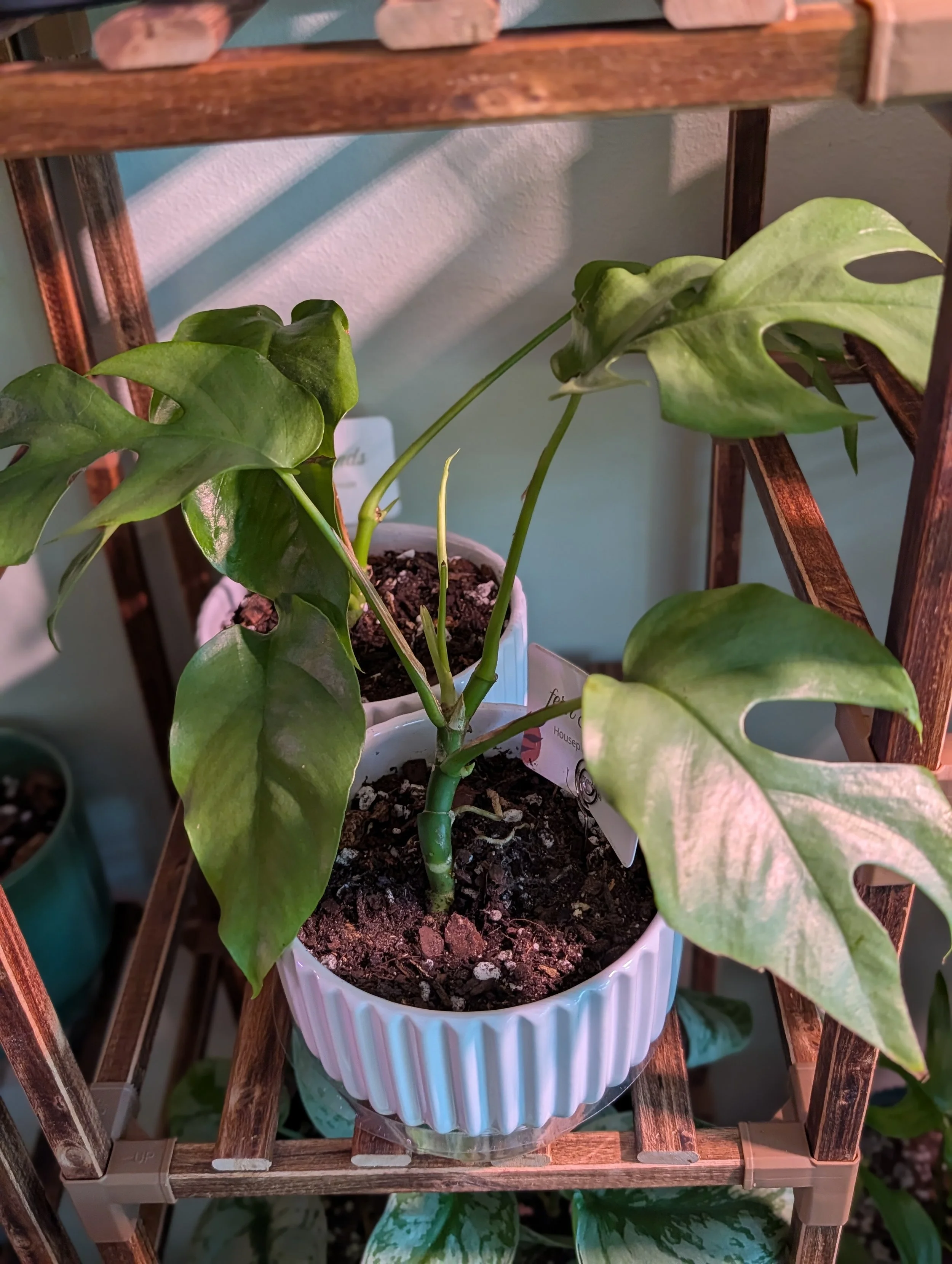 Rhaphidophora tetrasperma 6" white planter