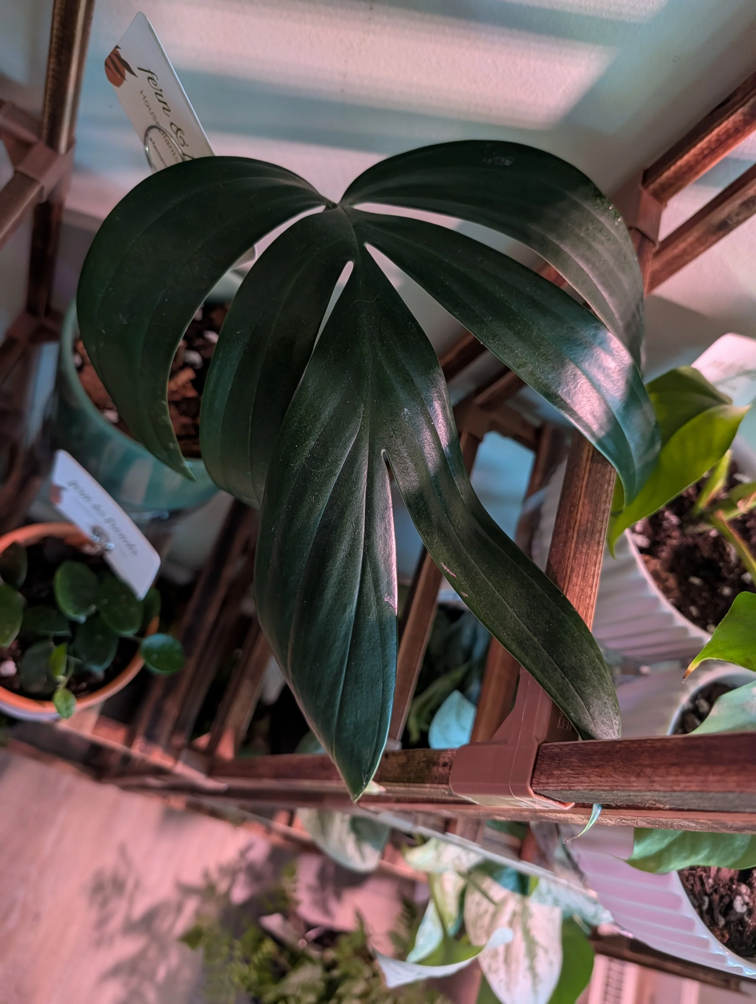 Rhaphidophora Decursiva in 6" green planter with drainage