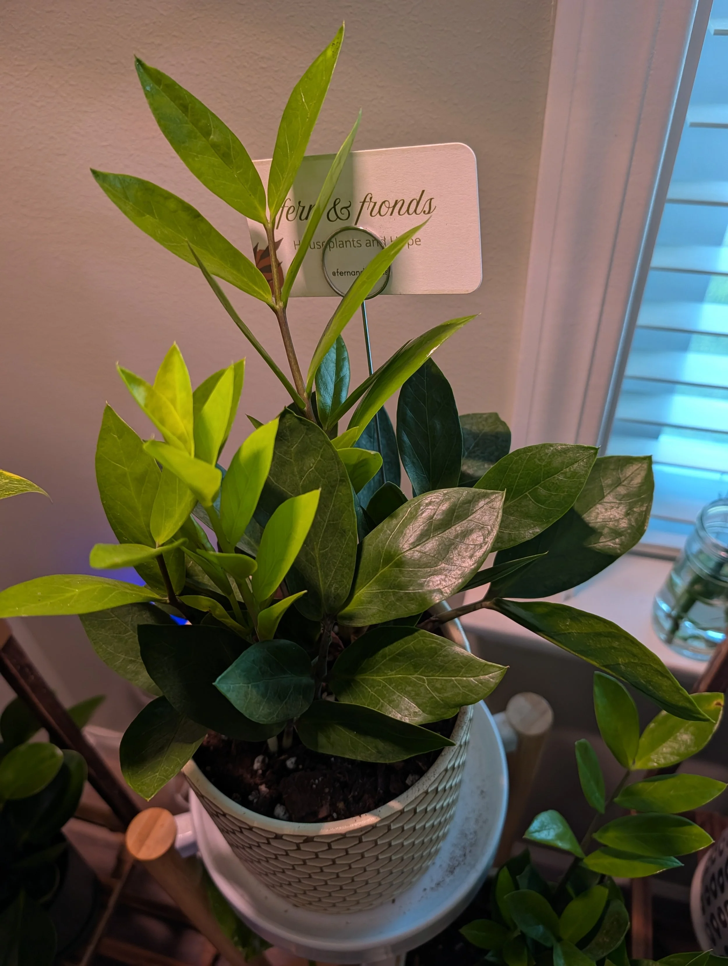 ZZ Plant in 6" honeycomb planter