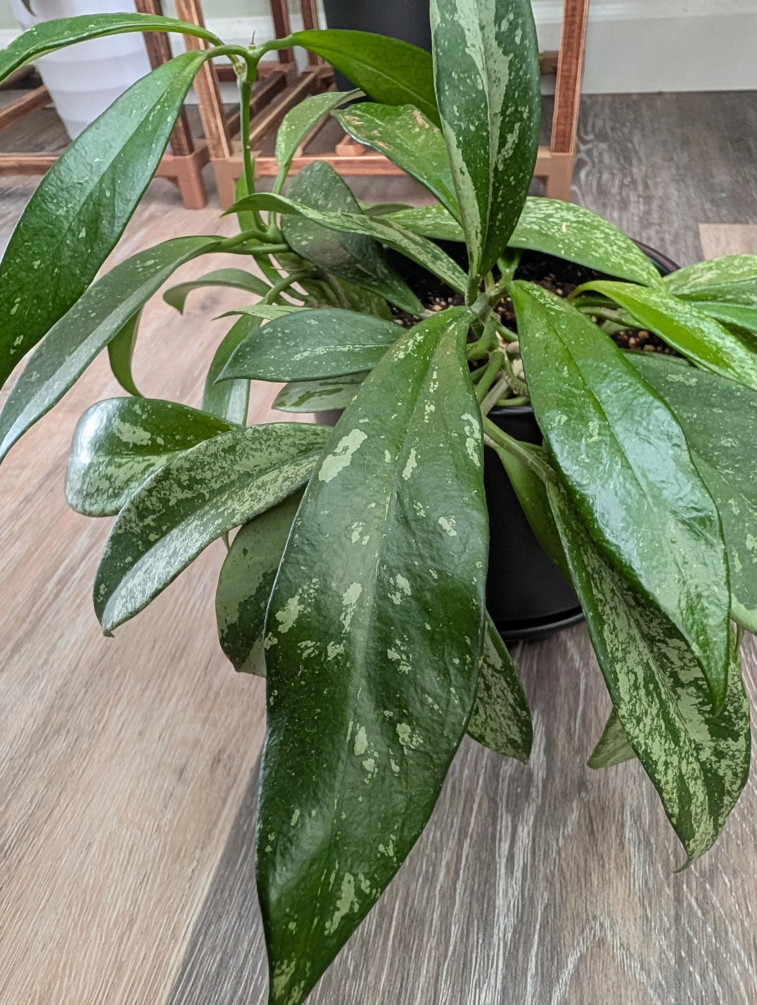 Hoya pubicalyx splash in 6" black planter with drainage