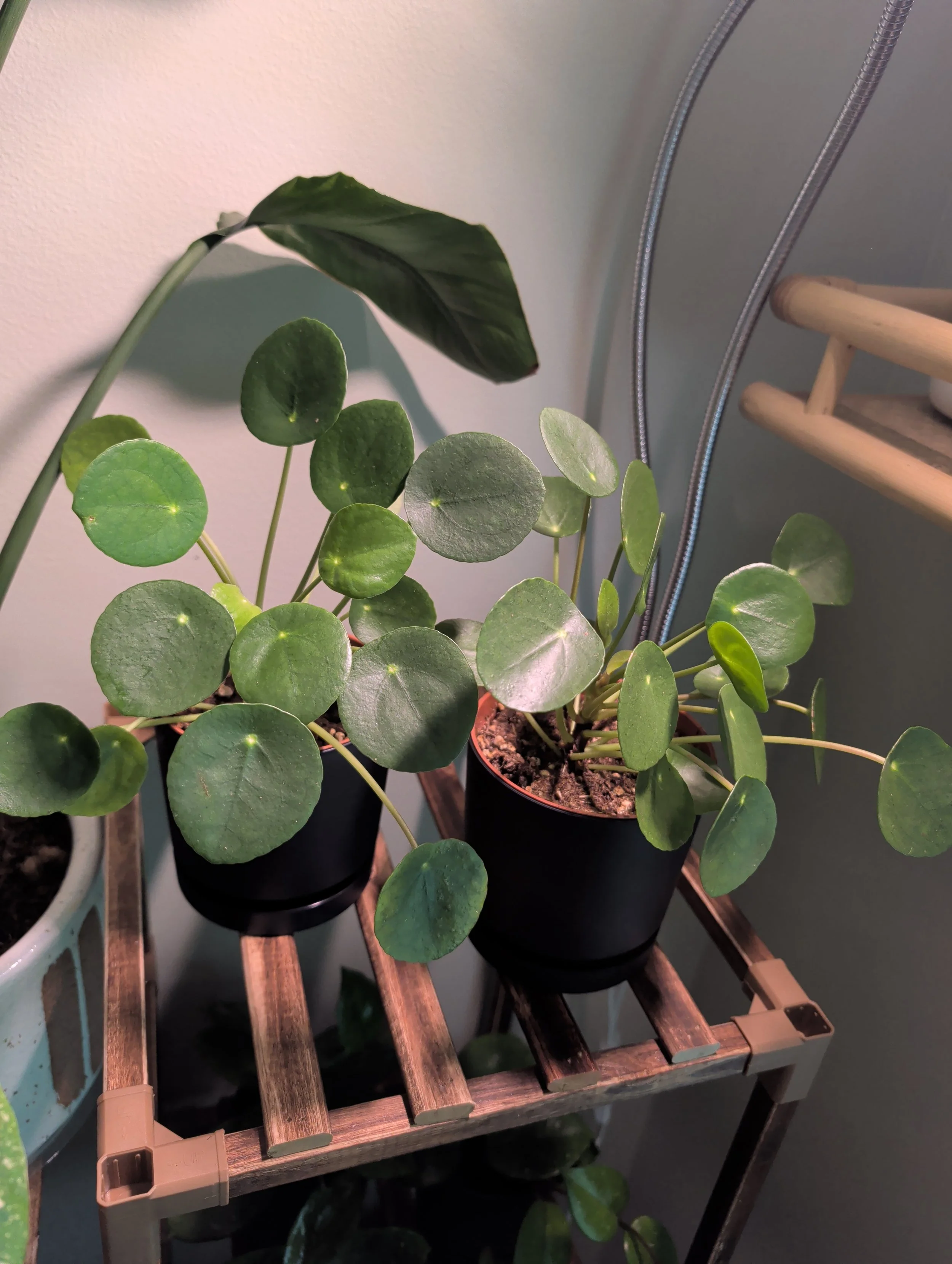 Pilea peperomioides in 4" black planter with drainage 🐾