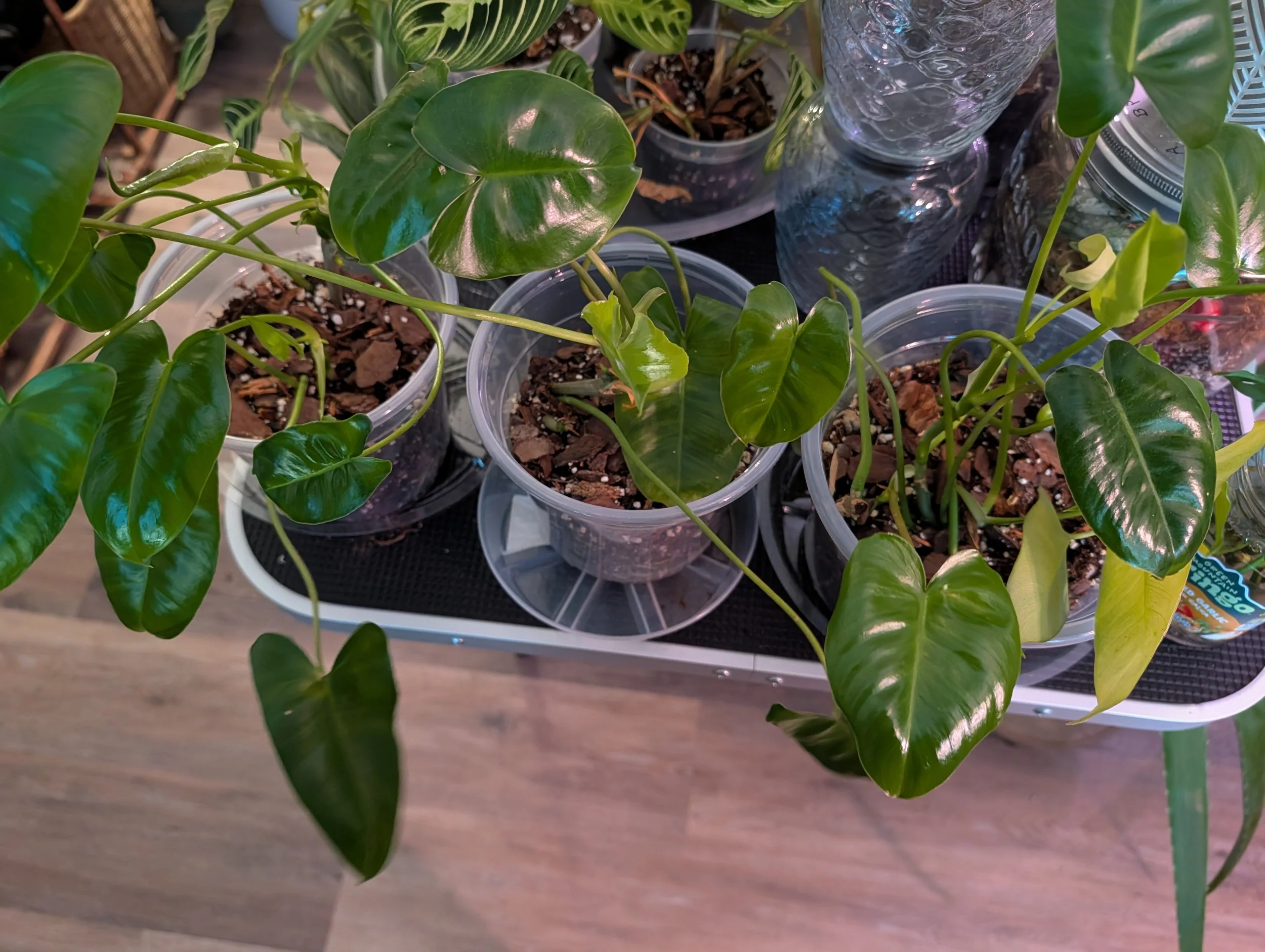 Houseplant Lovers: Join Our Quarterly Subscription Plan - Receive one new houseplant every four months!