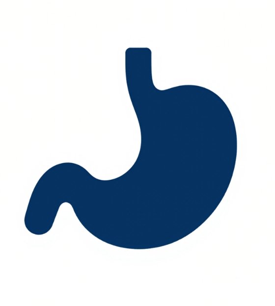 Icon of a human stomach in dark blue on a white background.