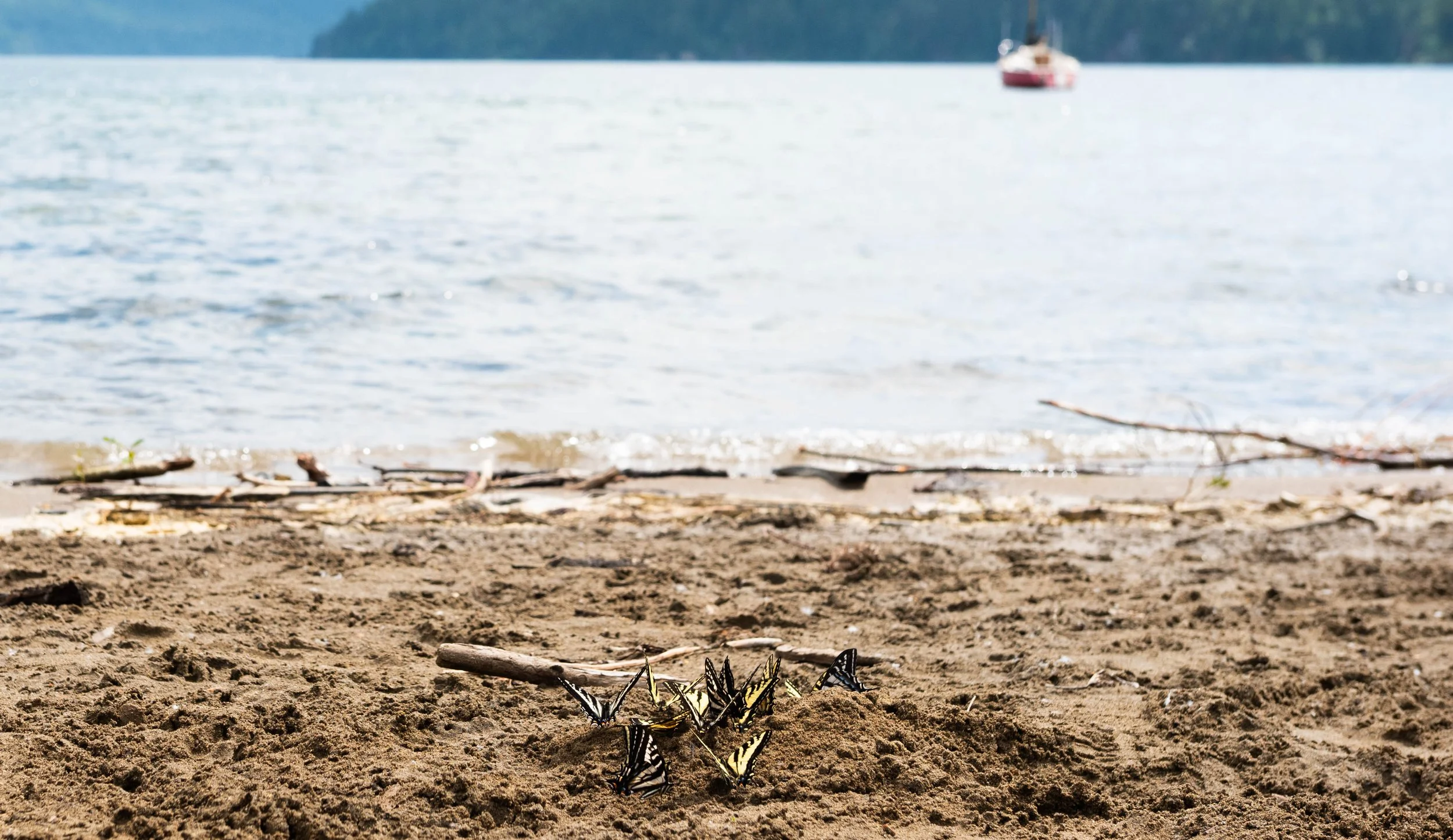 Group of butterflies congregating on sandy beach with lake and mountain in the background.