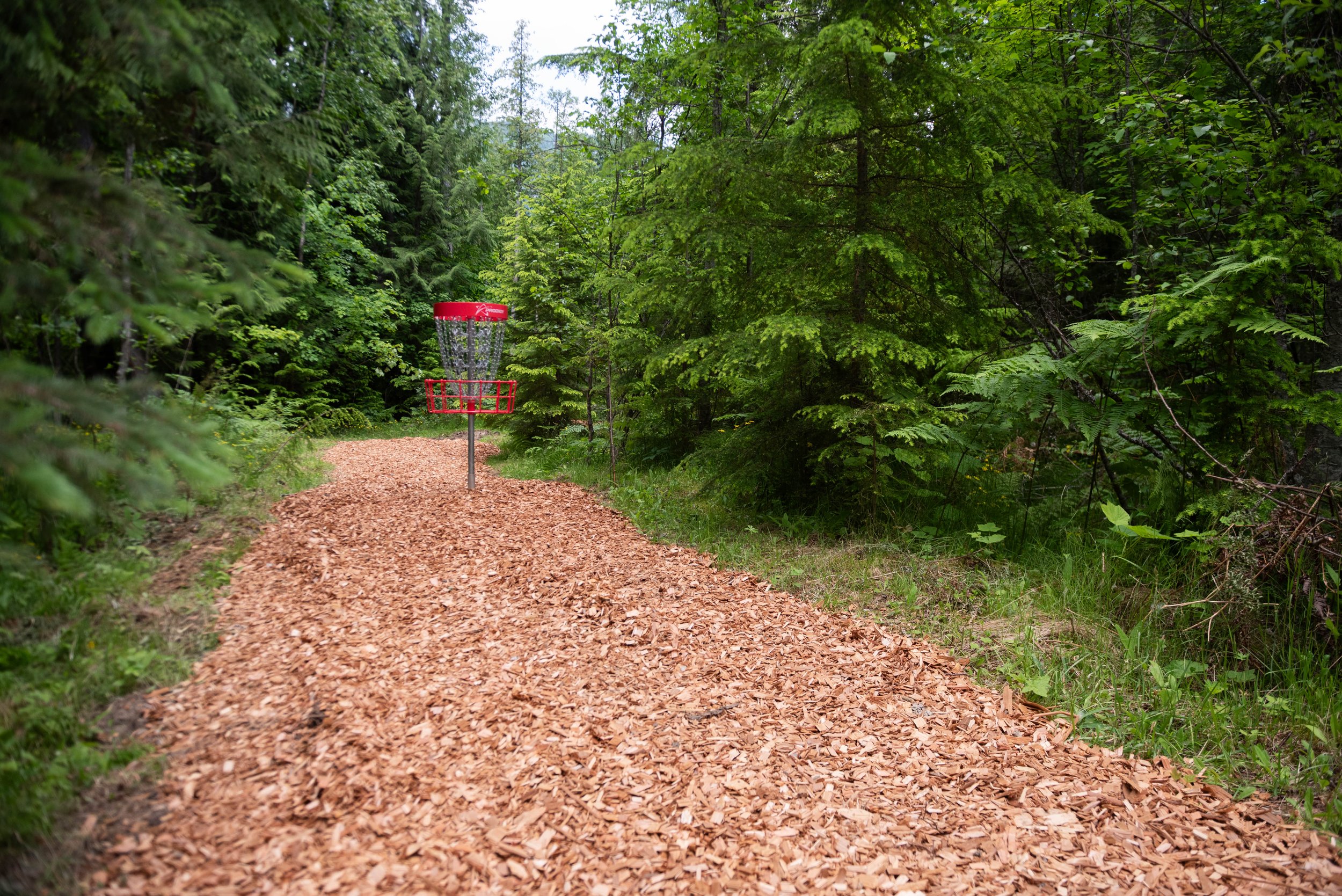 A disc golf basket on a dirt trail surrounded by dense green trees and foliage in a forest.