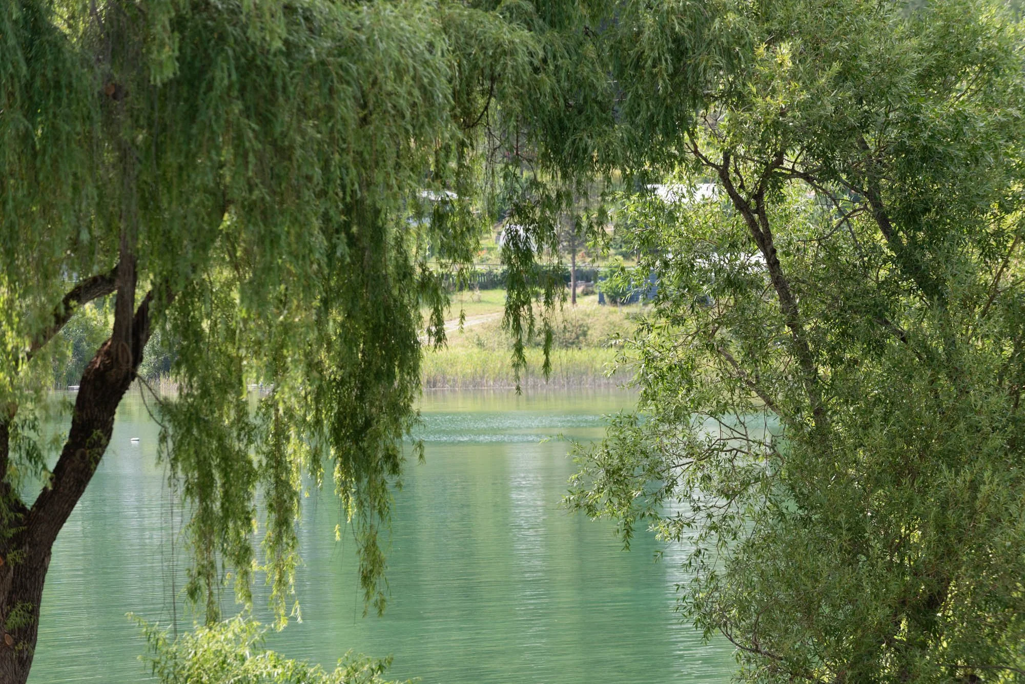 A lakeside scene with green water, surrounded by lush trees including willow and pine, with a distant view of a grassy area and trees across the water.