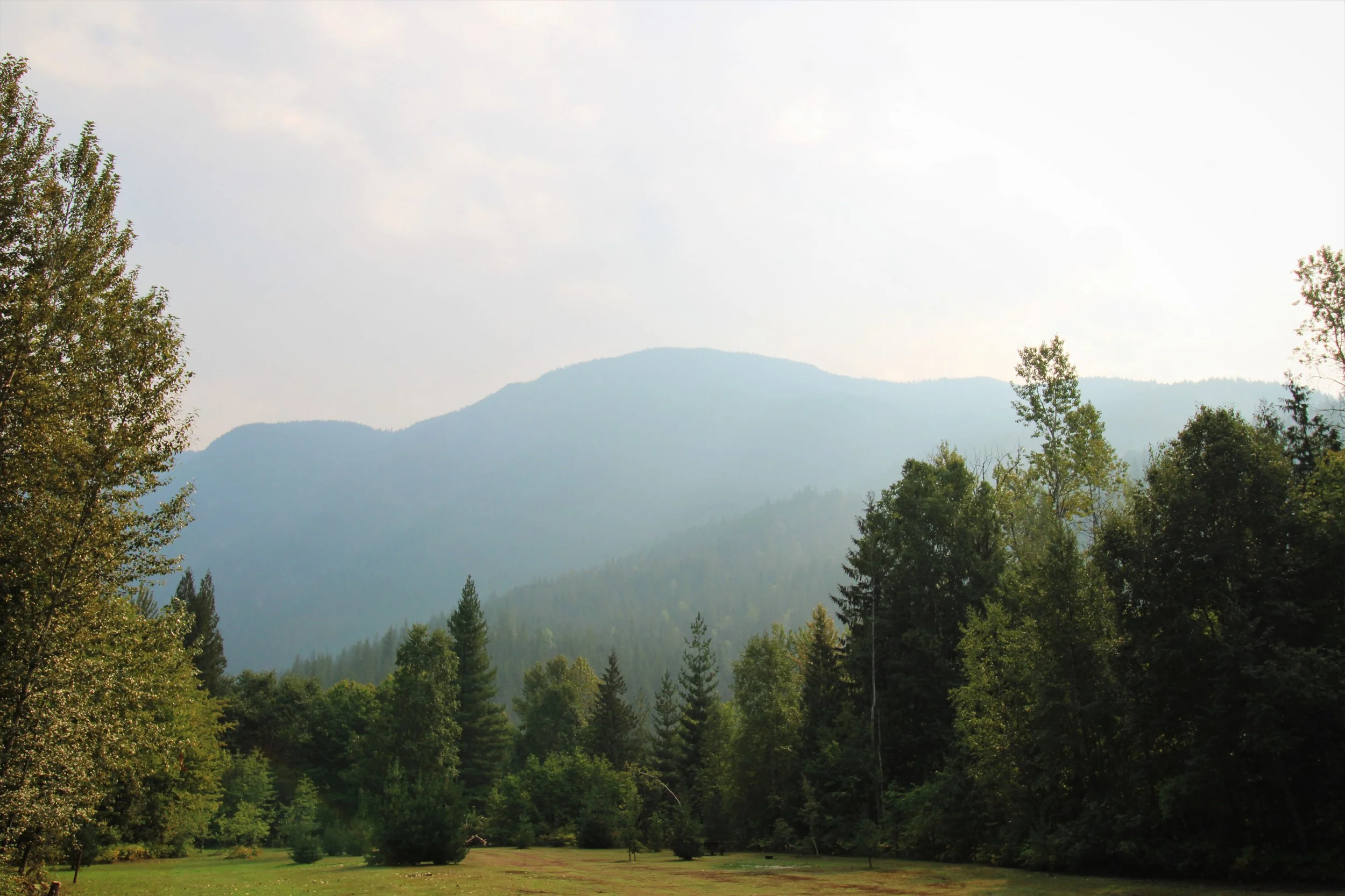 A scenic view of a misty mountain range with a lush green forest in the foreground, under a cloudy sky.