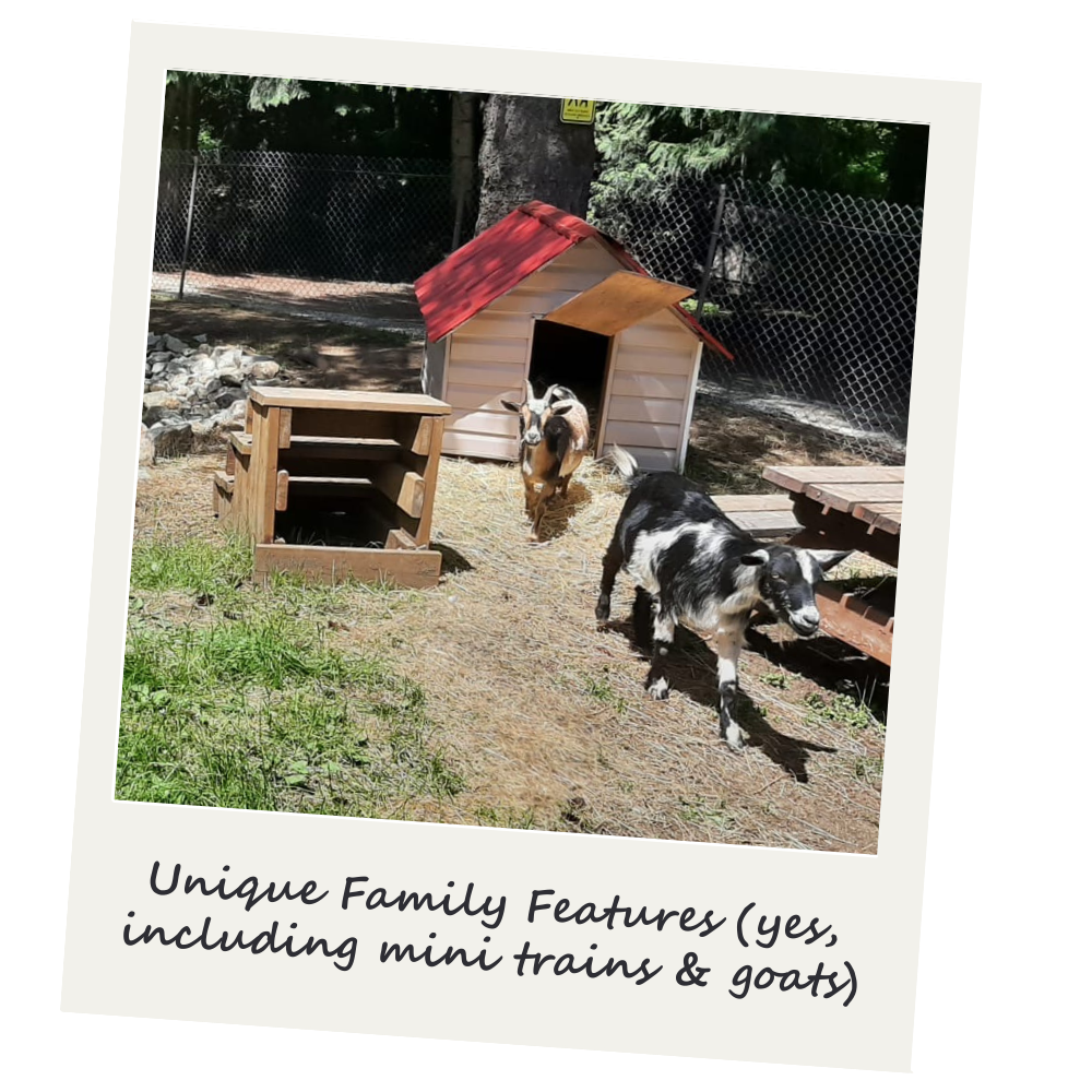 Two goats in outdoor enclosure with small wooden house, mini train, and wooden platform, surrounded by trees and a chain-link fence.