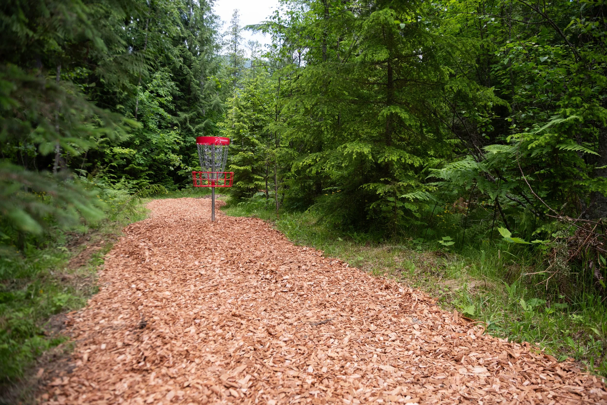 A dirt pathway covered with wood chips through a dense green forest, with a red disc golf basket near the center.