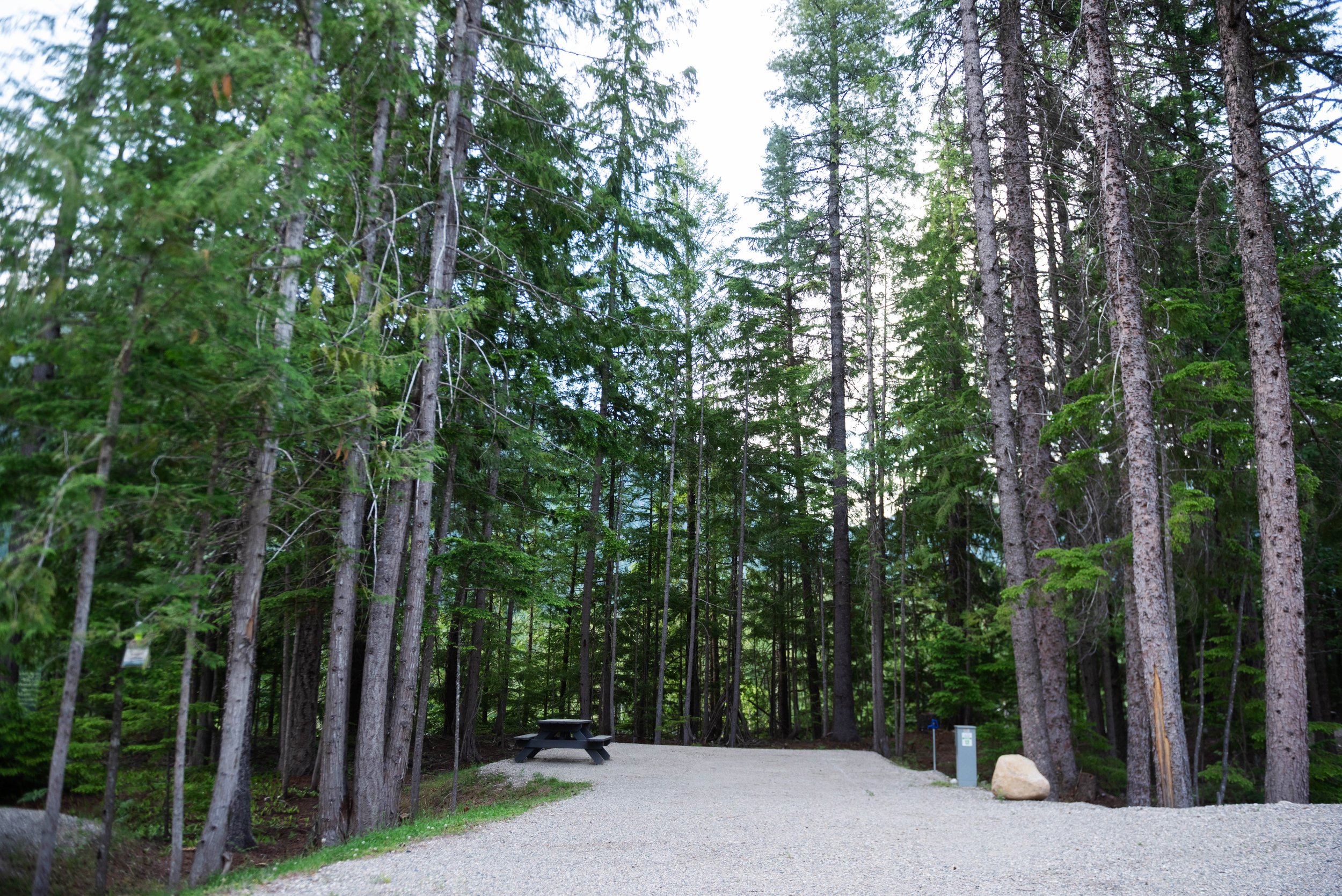 A forested campsite with tall pine trees surrounding a gravel area with a black picnic table, some large rocks, and informational signs.