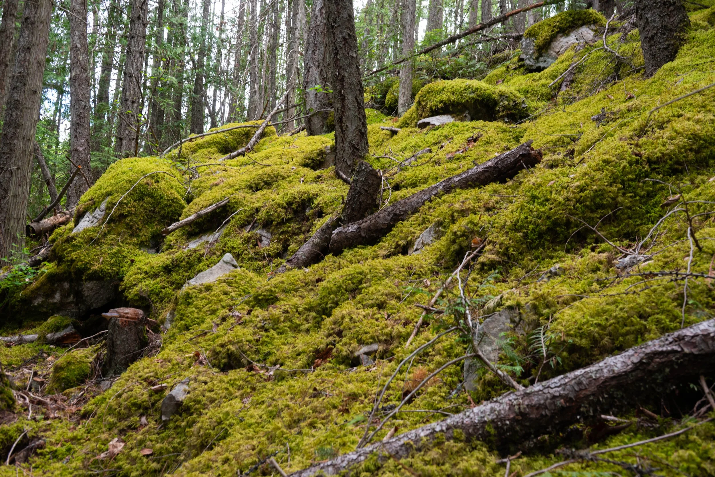 A forest scene with tall trees and a ground covered in bright green moss, scattered with fallen branches and rocks.