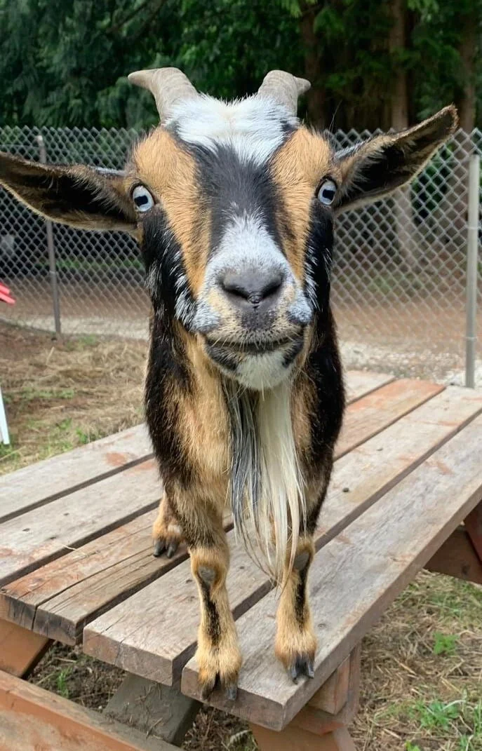A young goat standing on a wooden table outdoors, with a fence and trees in the background.