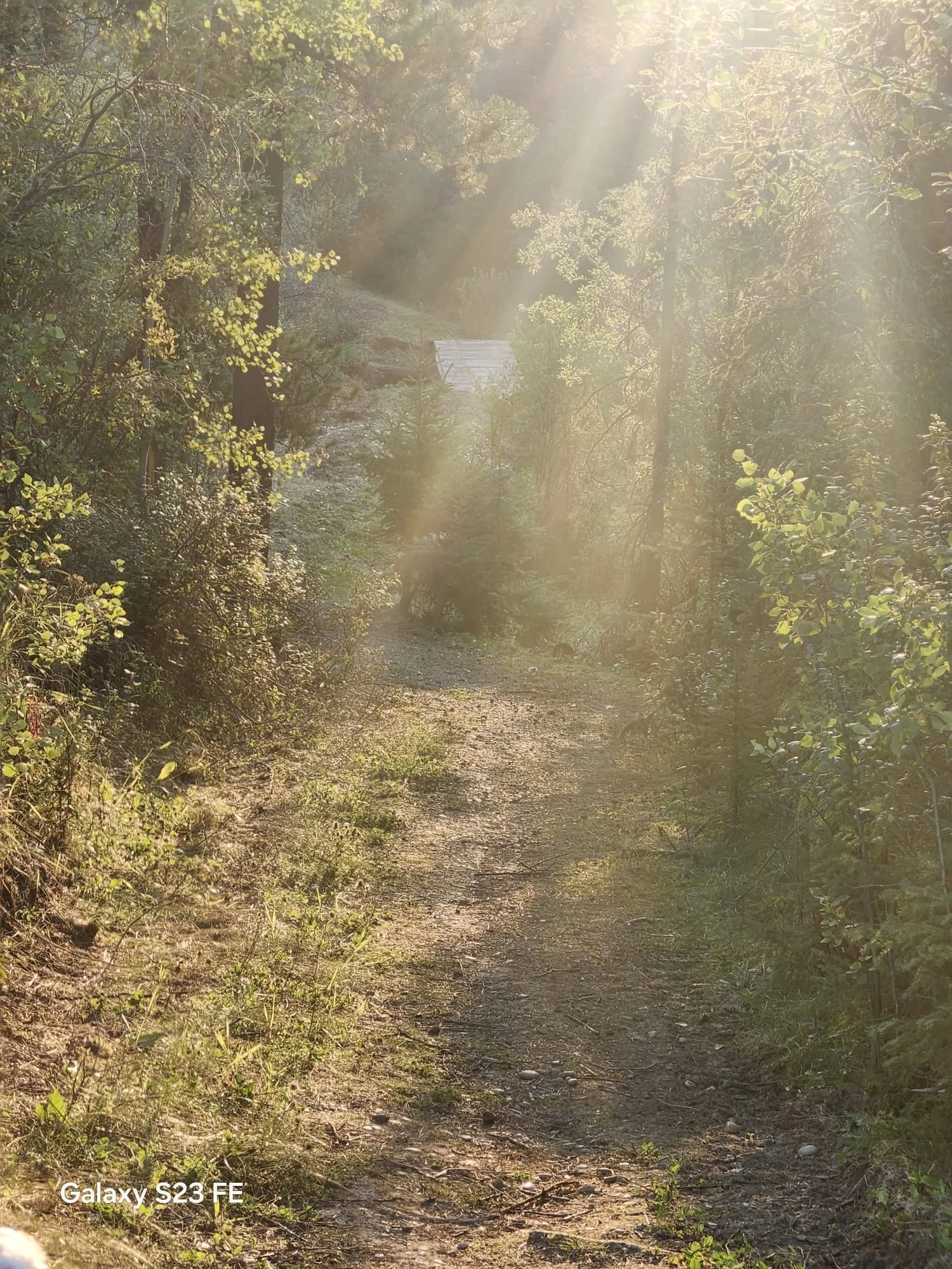A dirt path through a forested area with greenery on both sides, bathed in sunlight, with a small metal shed visible in the background.
